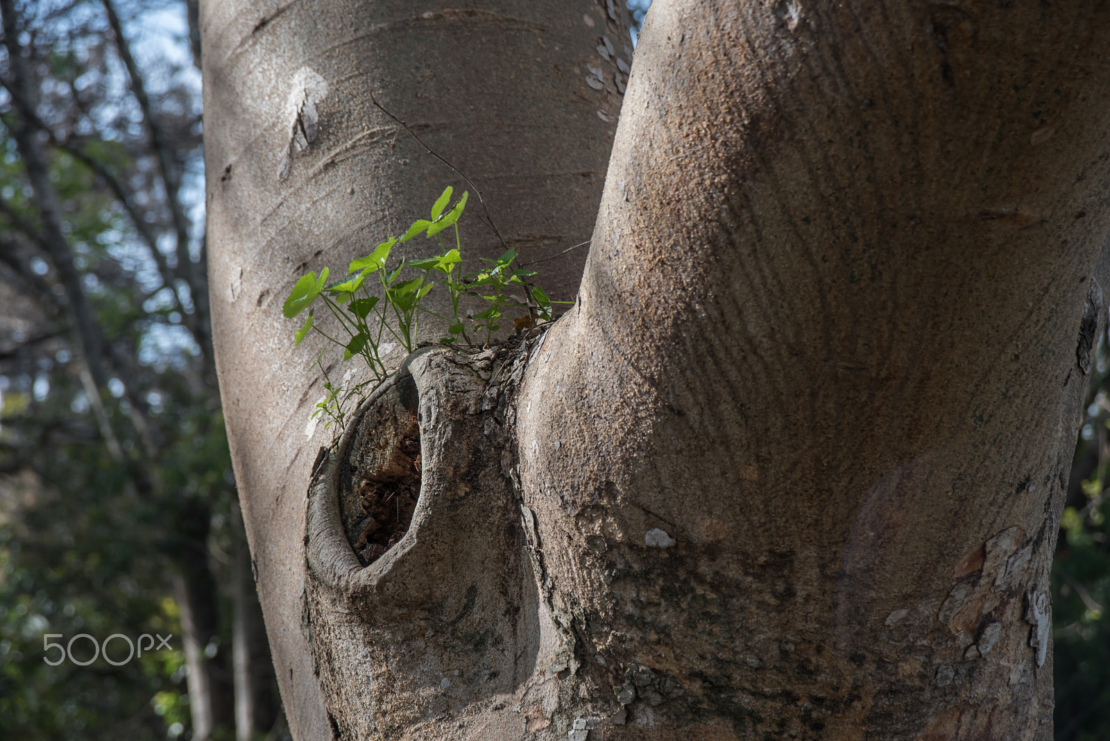 AF Zoom-Nikkor 28-105mm f/3.5-4.5D IF sample photo. They grow wherever they can photography