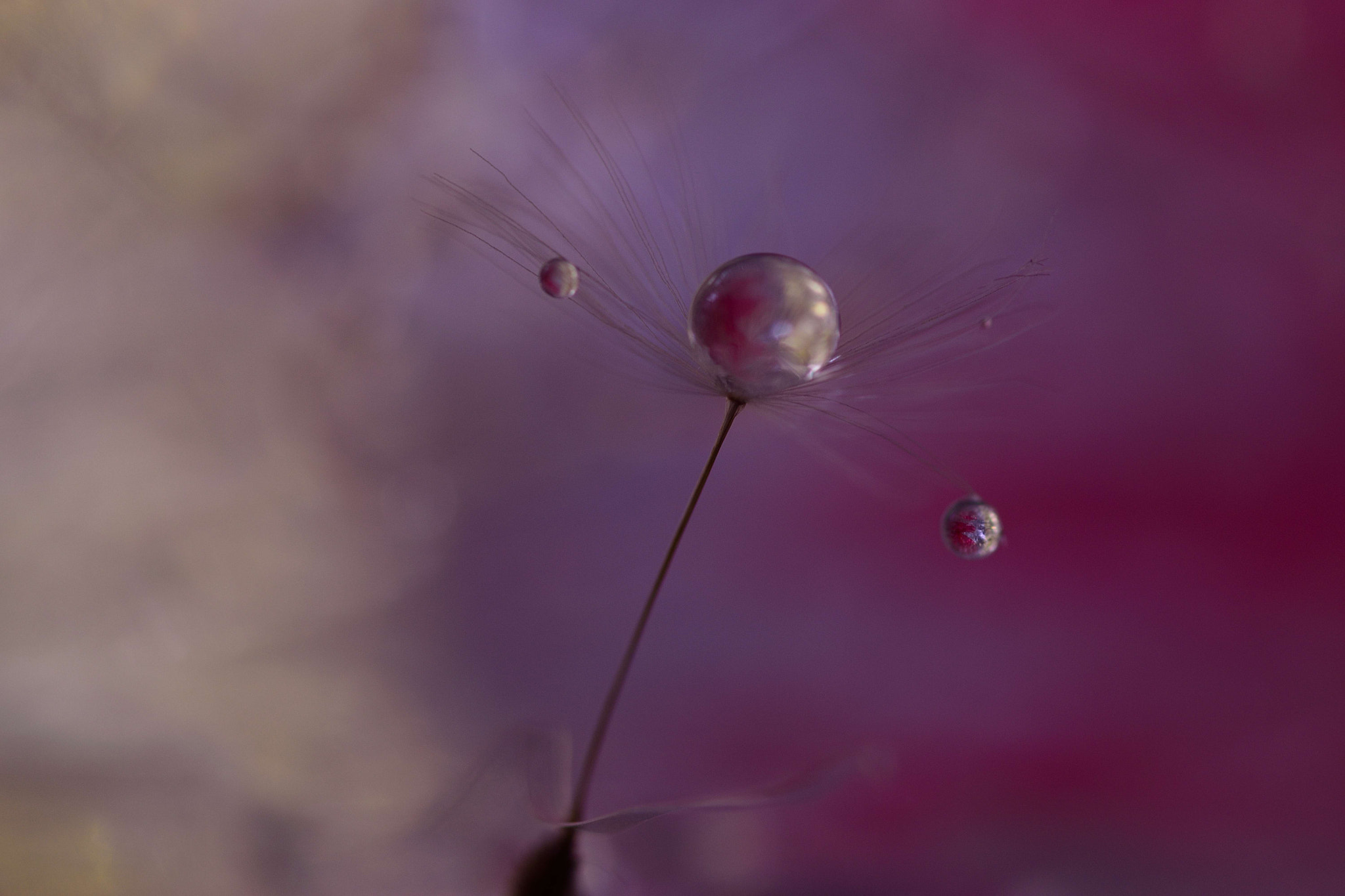 Sigma 105mm F2.8 EX DG OS HSM sample photo. Acrobatics photography