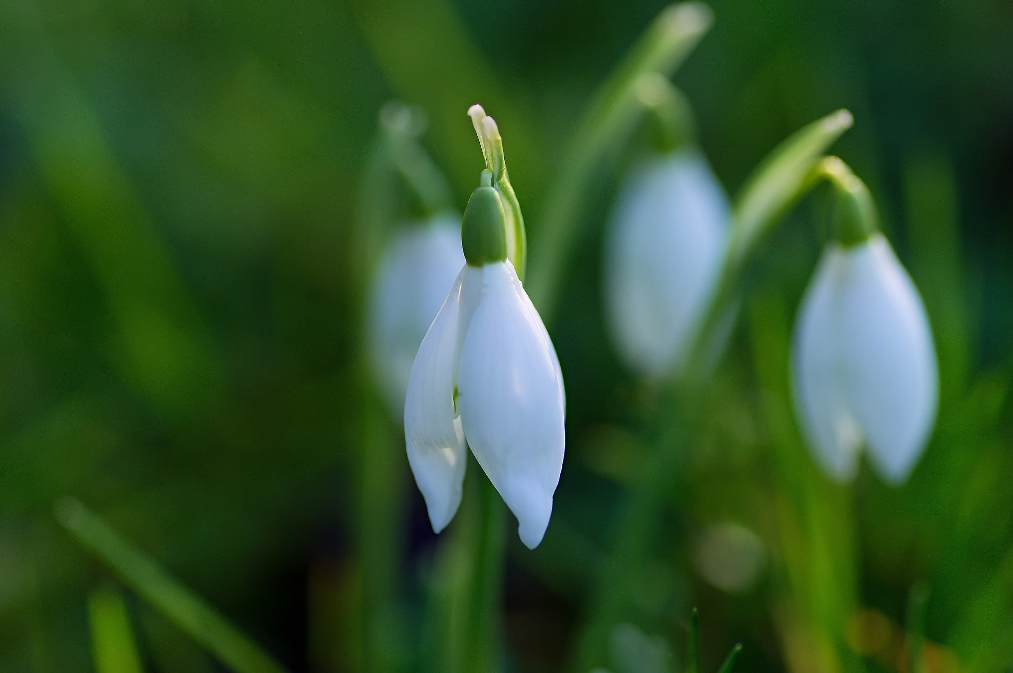 Sony SLT-A37 sample photo. Spring is coming photography