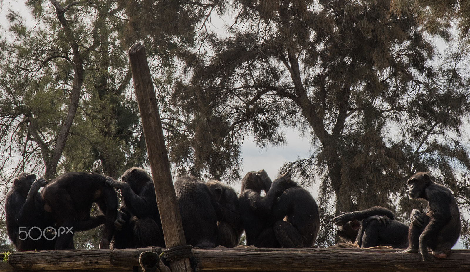 AF Zoom-Nikkor 28-105mm f/3.5-4.5D IF sample photo. Group grooming photography
