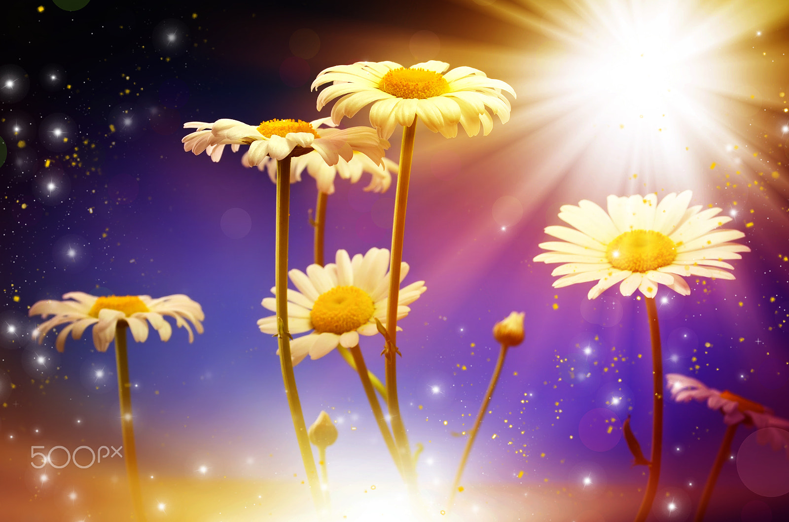 Nikon AF-S DX Micro Nikkor 40mm F2.8 sample photo. Yellow of daisies, lit by the sun photography