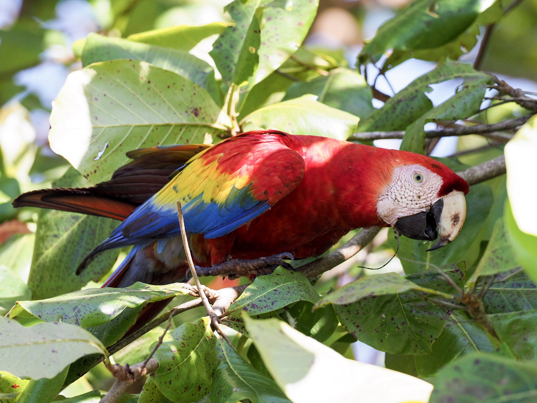 Olympus OM-D E-M1 Mark II + OLYMPUS M.300mm F4.0 sample photo. Scarlet macaw photography
