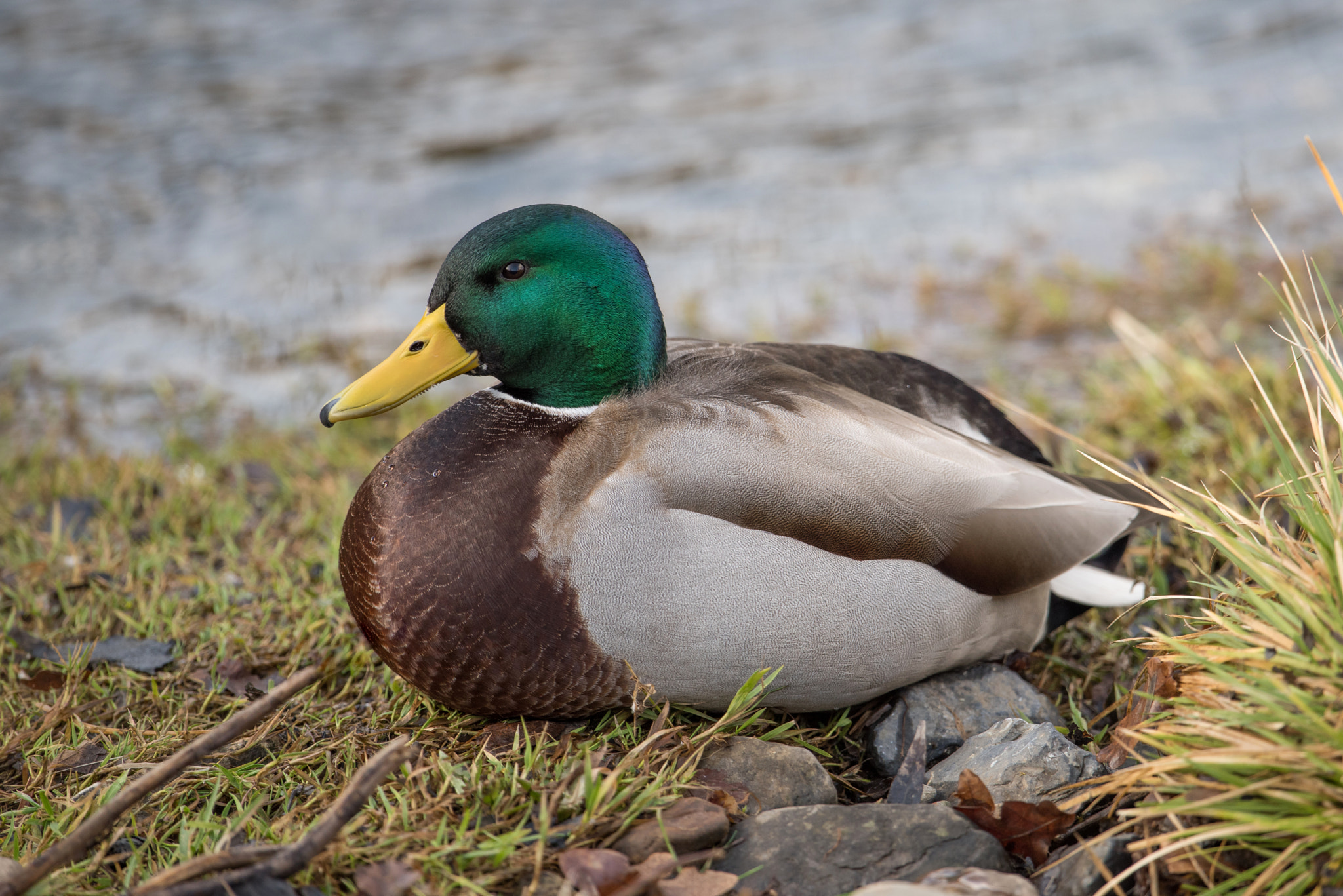 Nikon D810 + Nikon AF-S Nikkor 600mm F4G ED VR sample photo. Canard colvert photography