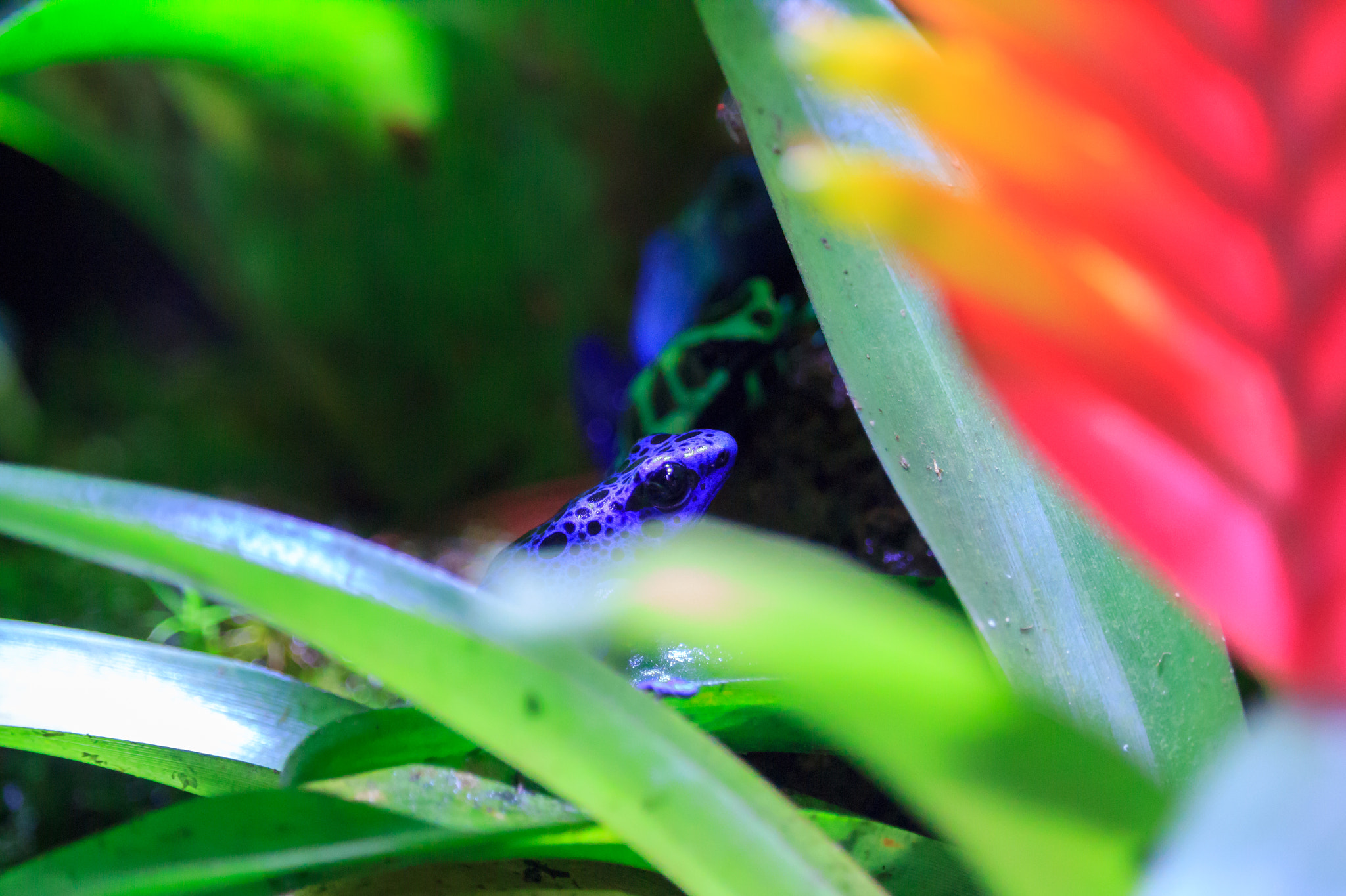 Canon EF-S 55-250mm F4-5.6 IS STM sample photo. Purple frog photography