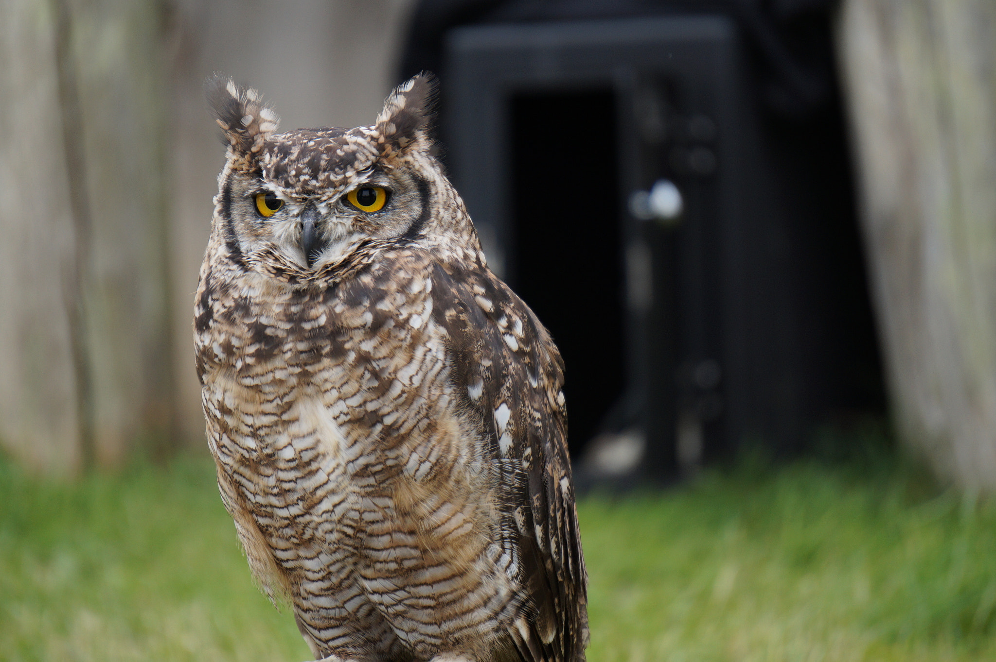 Sony Alpha a3000 sample photo. Bird of prey photography