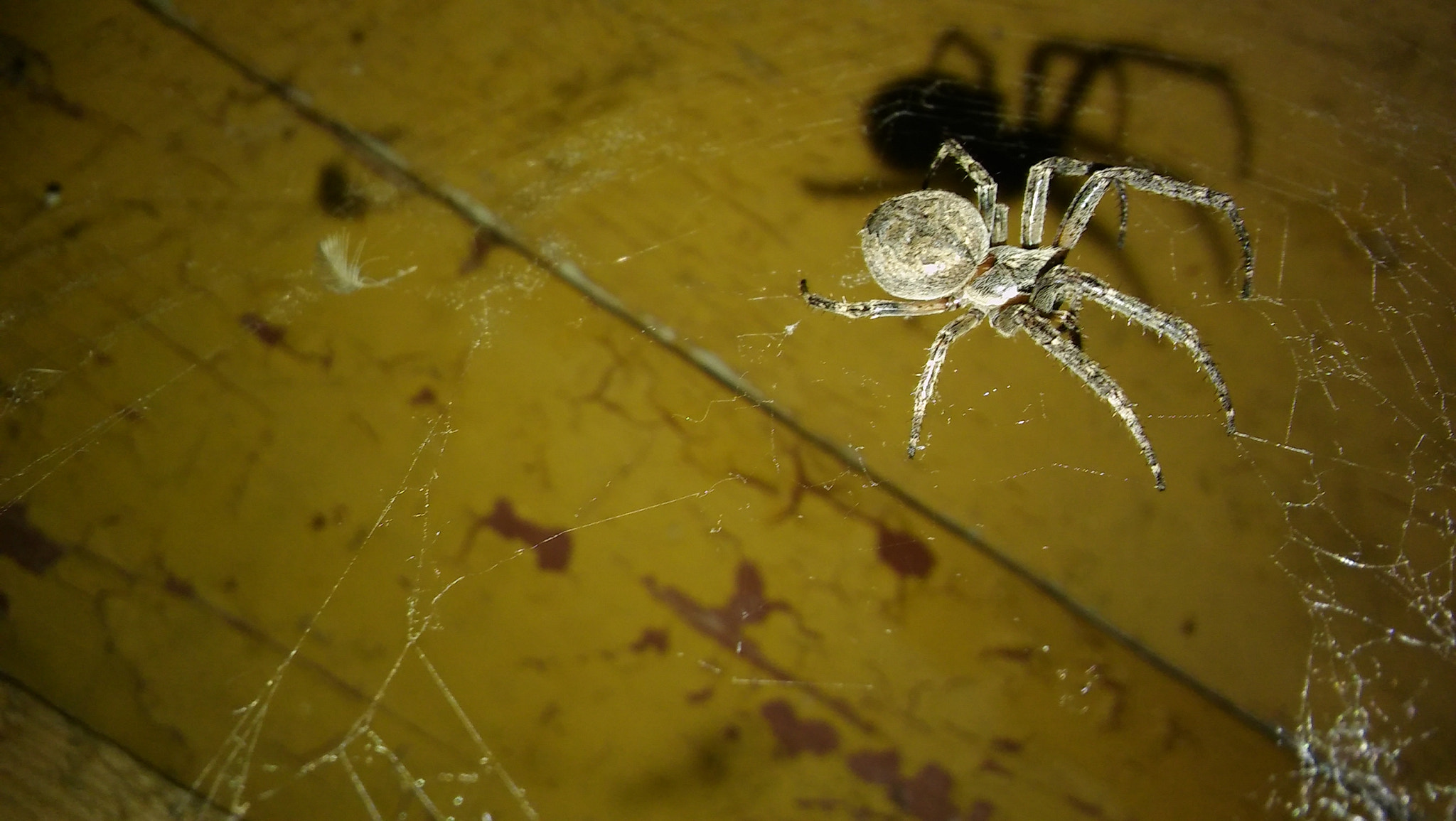 LG G4C sample photo. Little spider photography