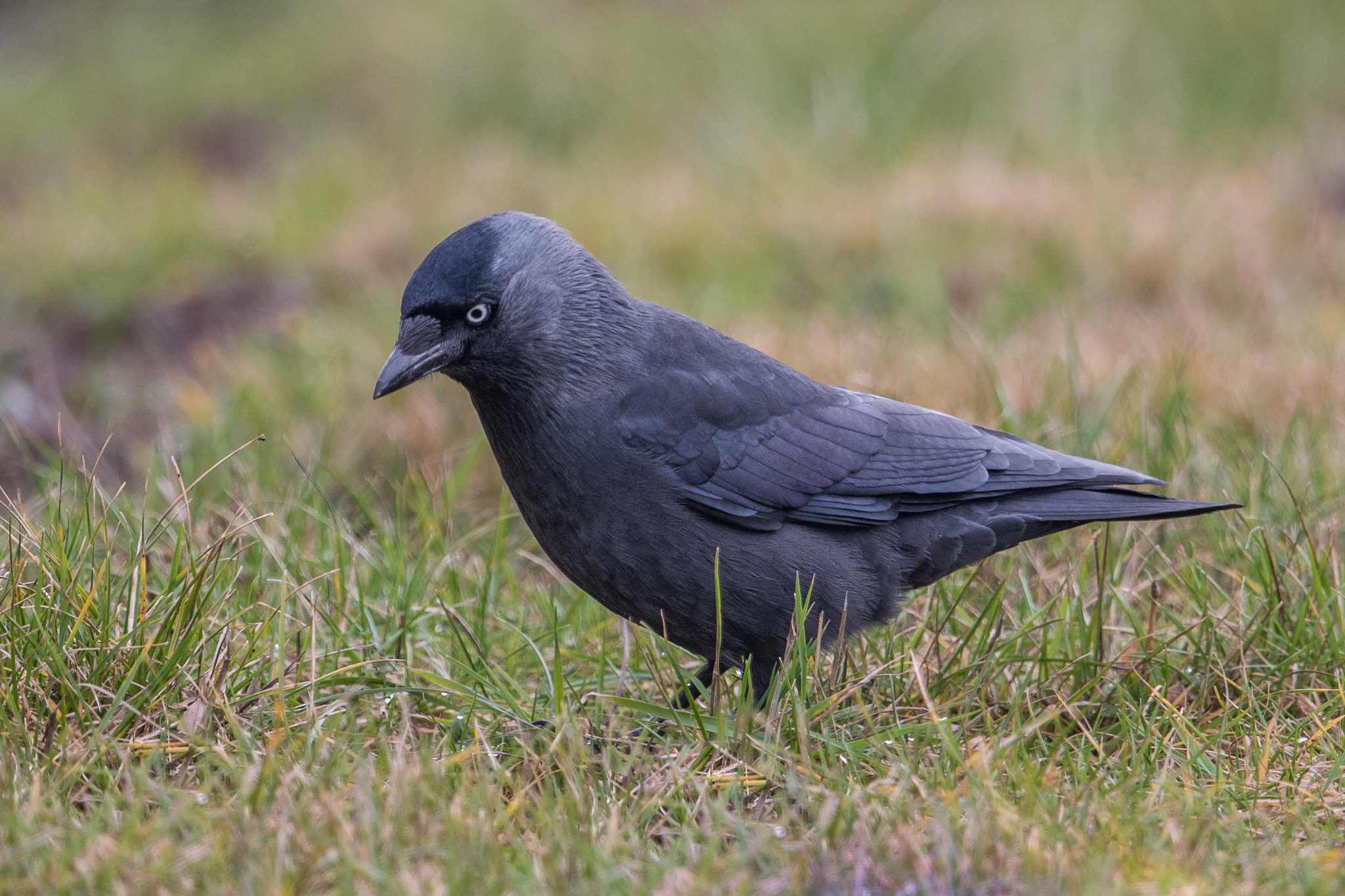 Nikon D810 + Nikon AF-S Nikkor 600mm F4G ED VR sample photo. Choucas des tours photography