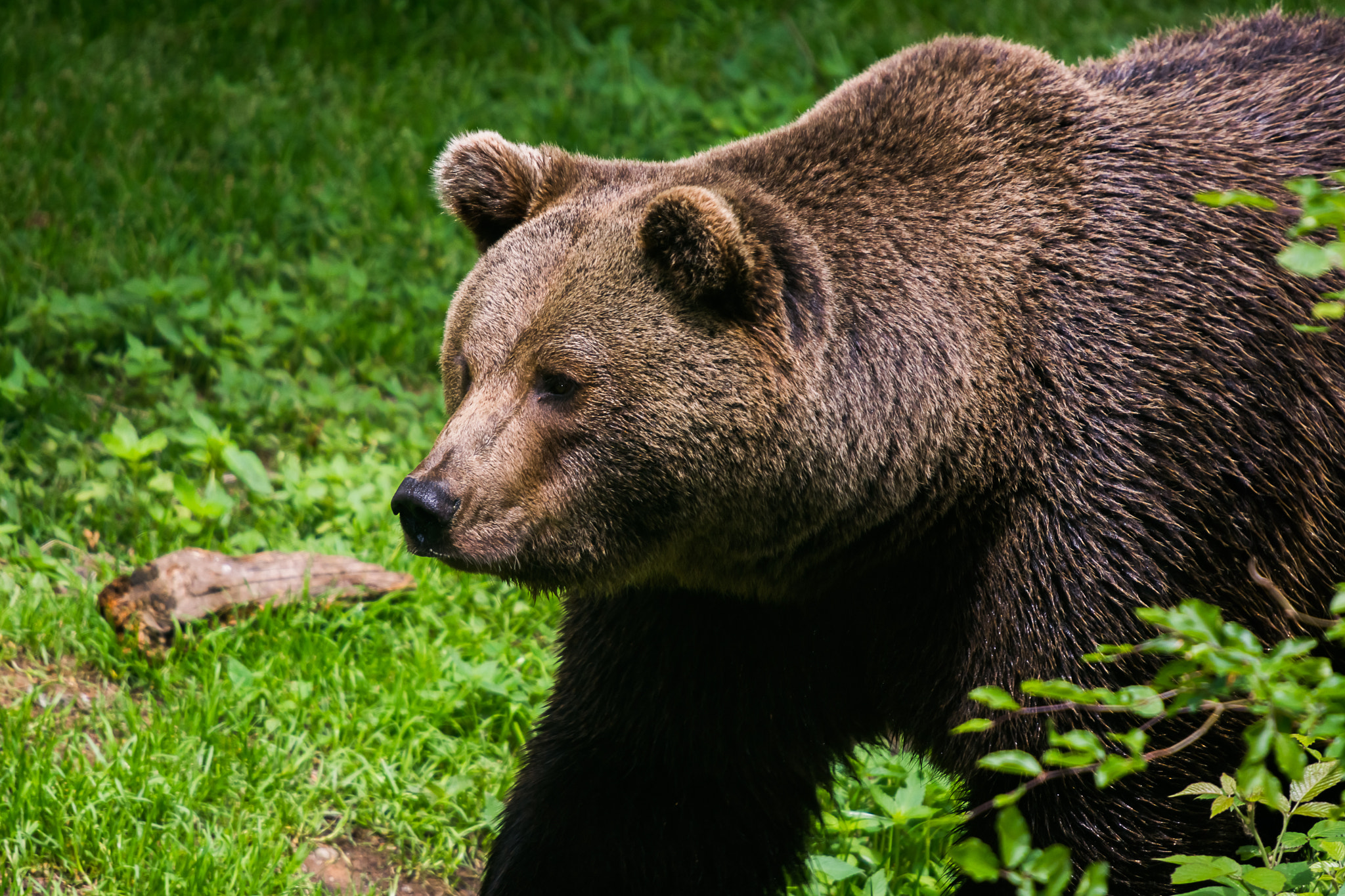 Sony SLT-A77 + Minolta AF 300mm F2.8 HS-APO G sample photo. Bear photography