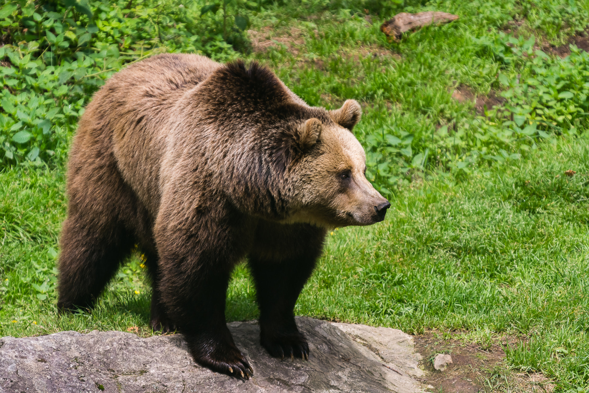 Sony SLT-A77 + Minolta AF 300mm F2.8 HS-APO G sample photo. Bear photography