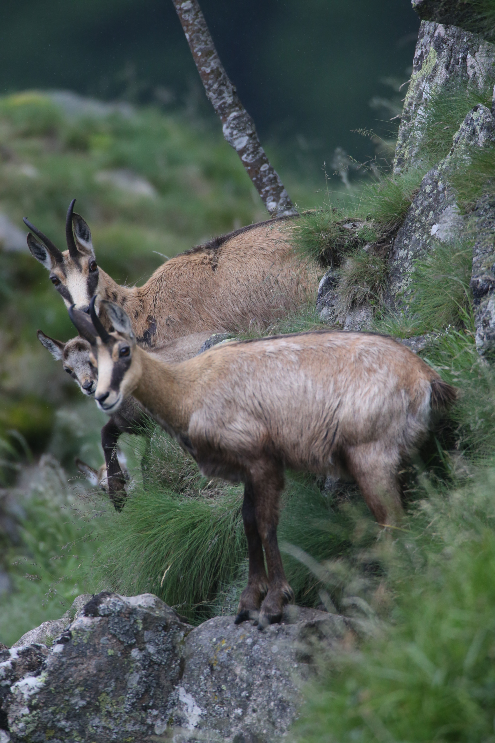 Canon EF 600mm f/4L IS + 2x sample photo. Toute la famille photography