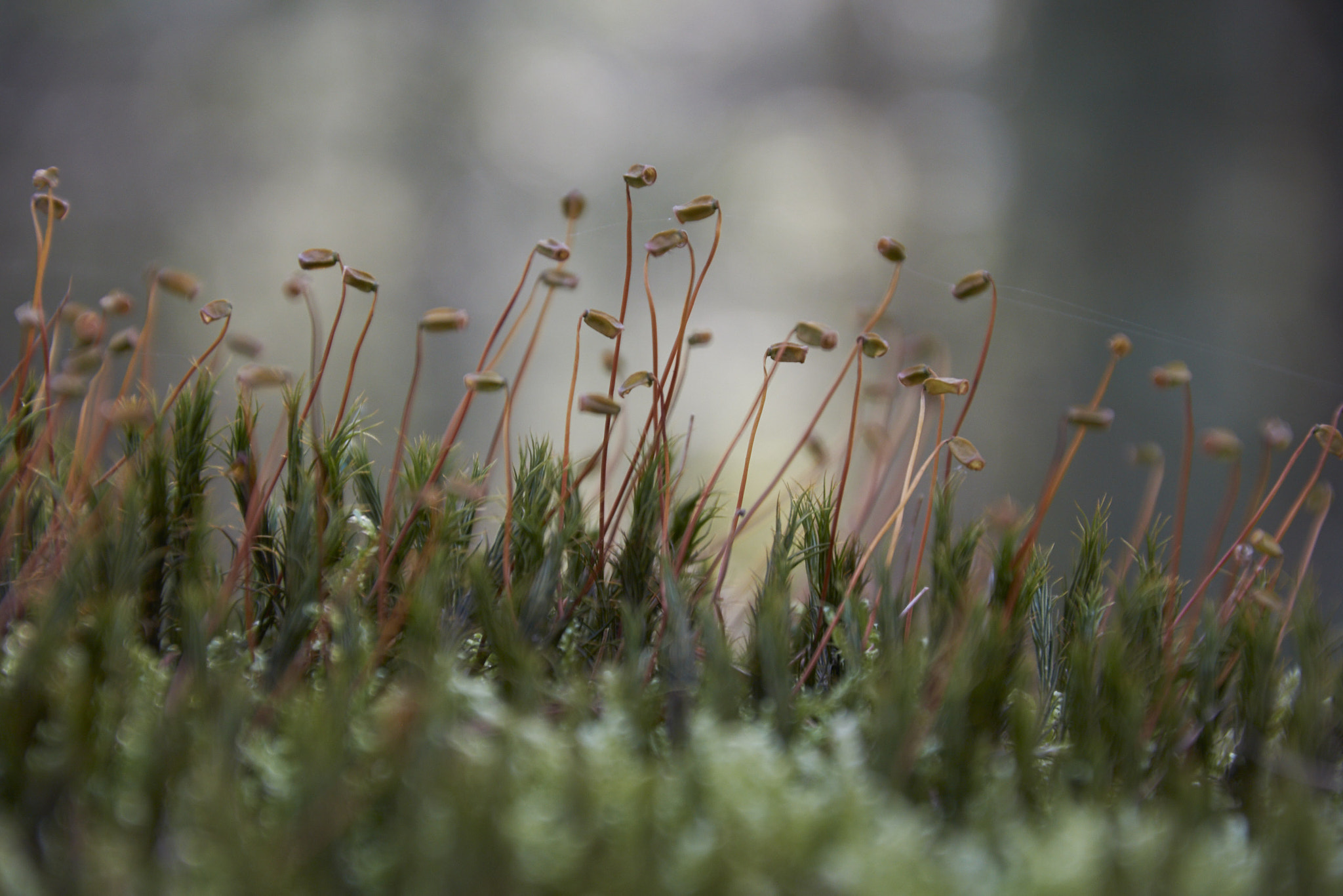 Nikon D5500 sample photo. Close-up from moss in the forest photography