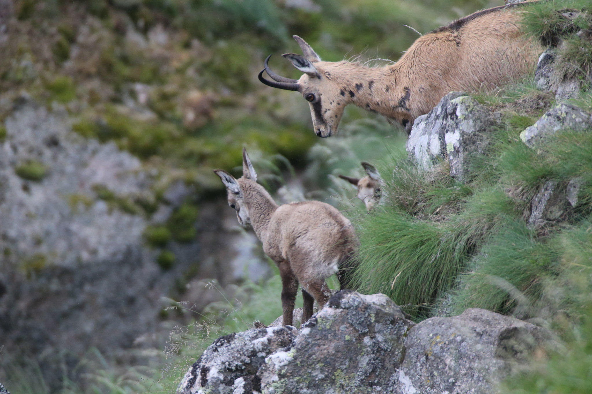 Canon EF 600mm f/4L IS + 2x sample photo. En famille photography