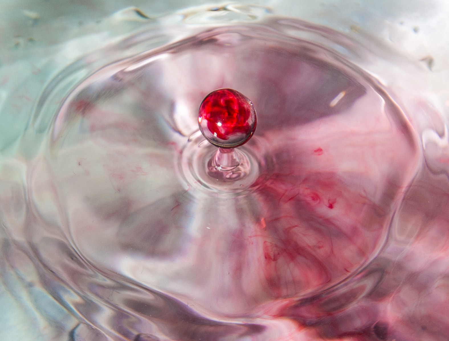 Nikon D50 sample photo. Rose in a drop photography