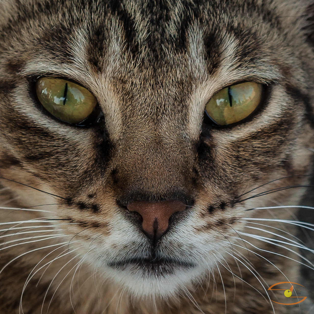 Canon EOS-1D Mark III sample photo. Katze photography