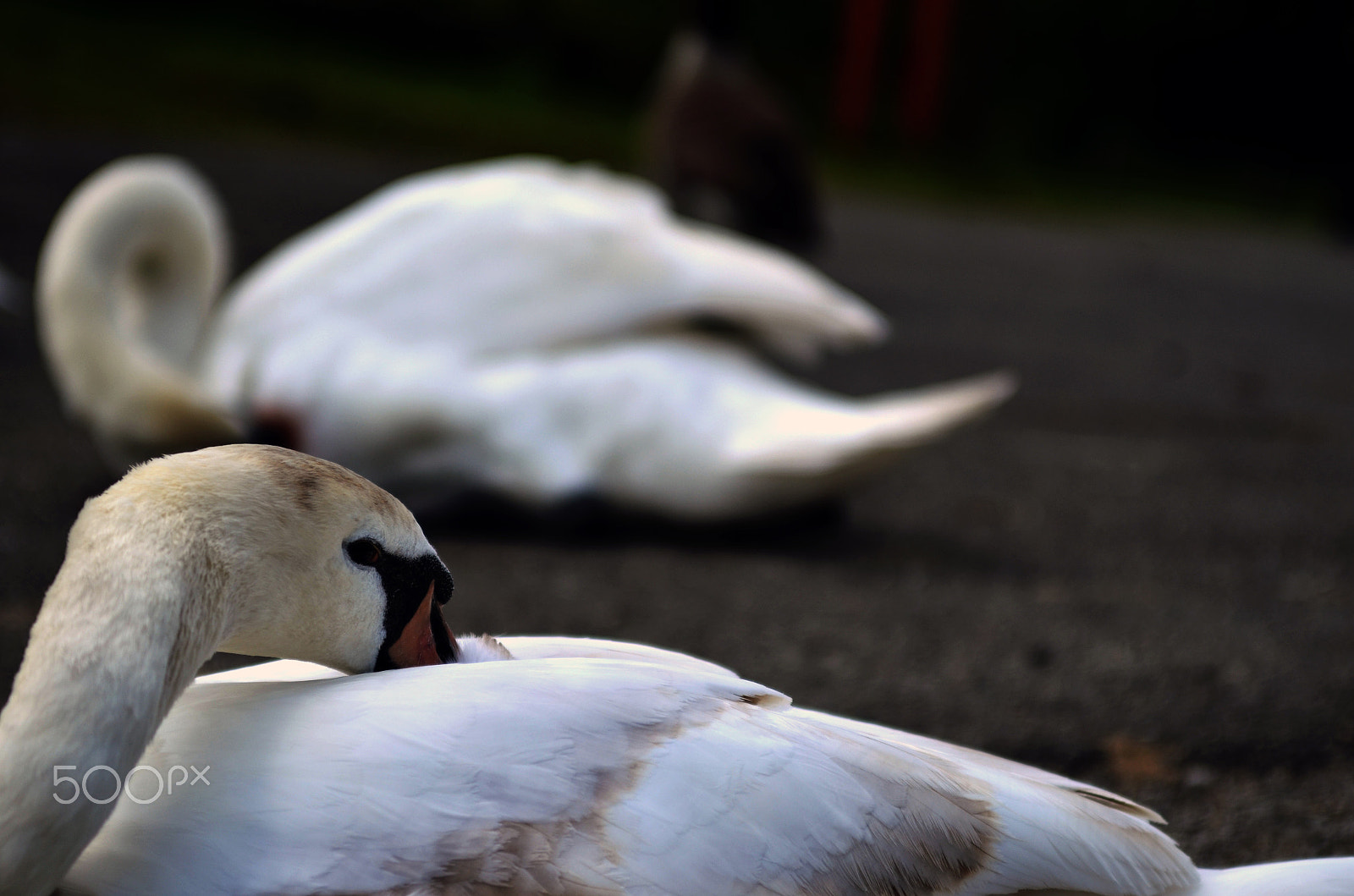 Nikon D7000 sample photo. Dark swan photography