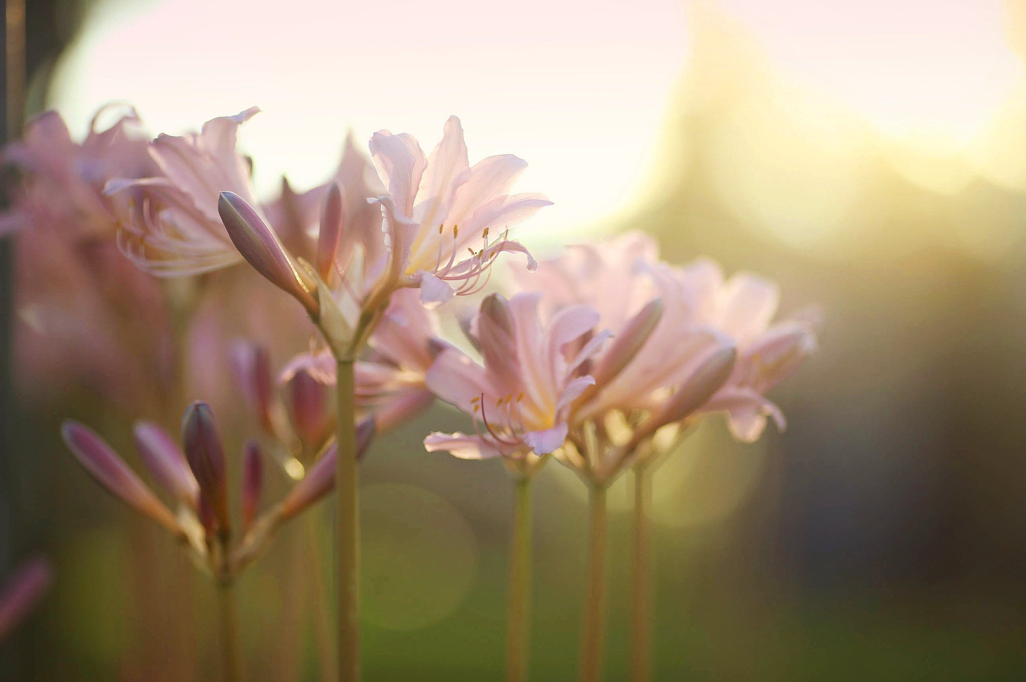 Canon EOS-1D X sample photo. Naked ladies. photography