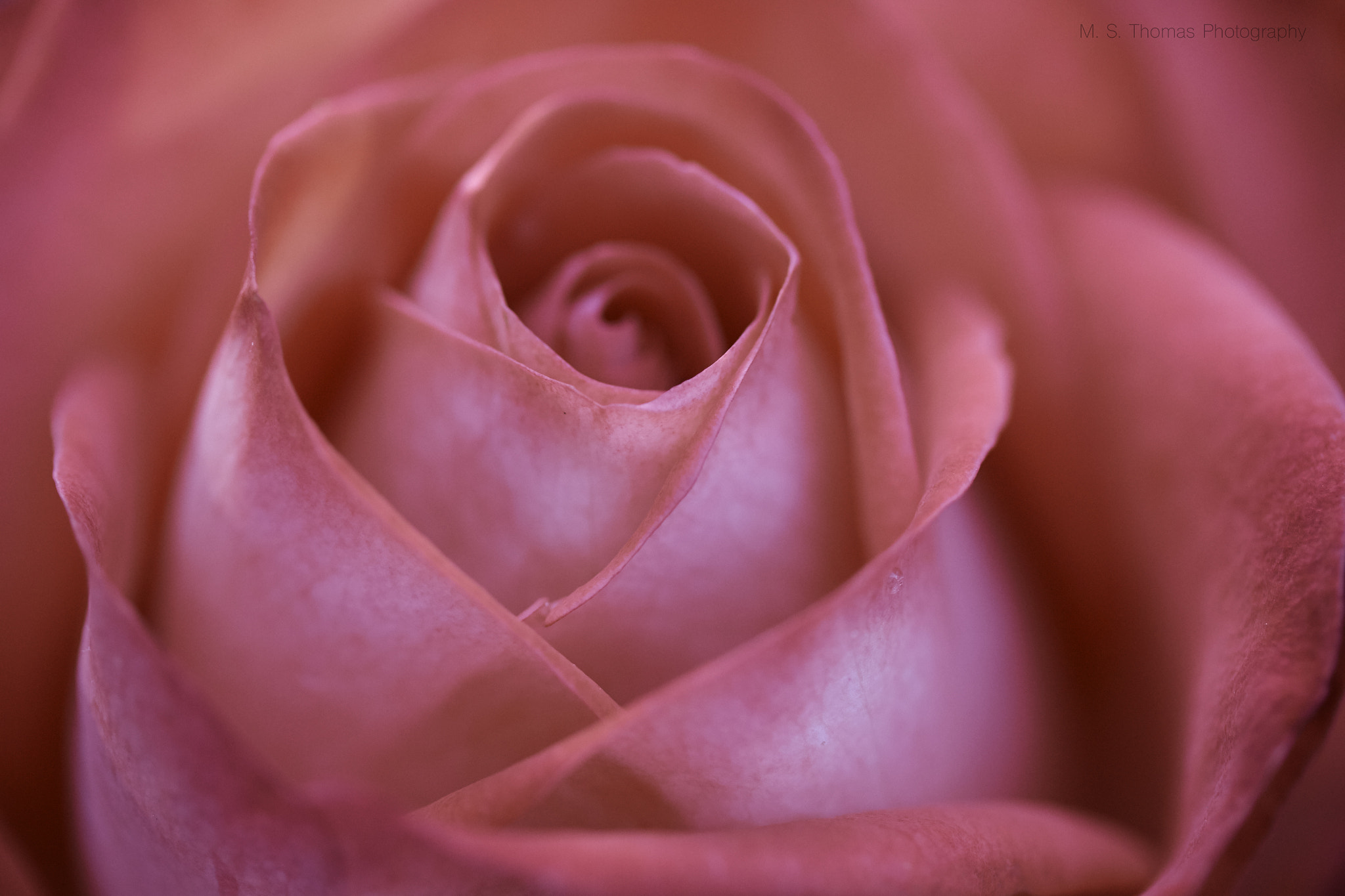 Canon EF-S 60mm F2.8 Macro USM sample photo. Rose eclat photography