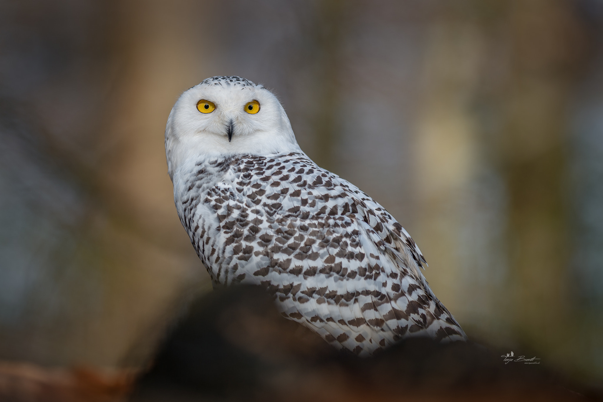 Nikon AF-S Nikkor 300mm F2.8G ED VR II sample photo. Beauty photography