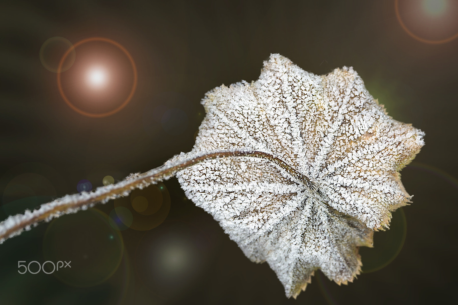 Sony E 18-200mm F3.5-6.3 OSS sample photo. Frozen leaf photography