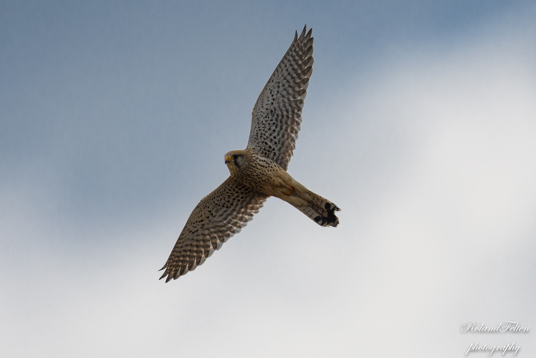 Nikon D500 + Nikon AF-S Nikkor 600mm F4G ED VR sample photo. Common kestrel photography