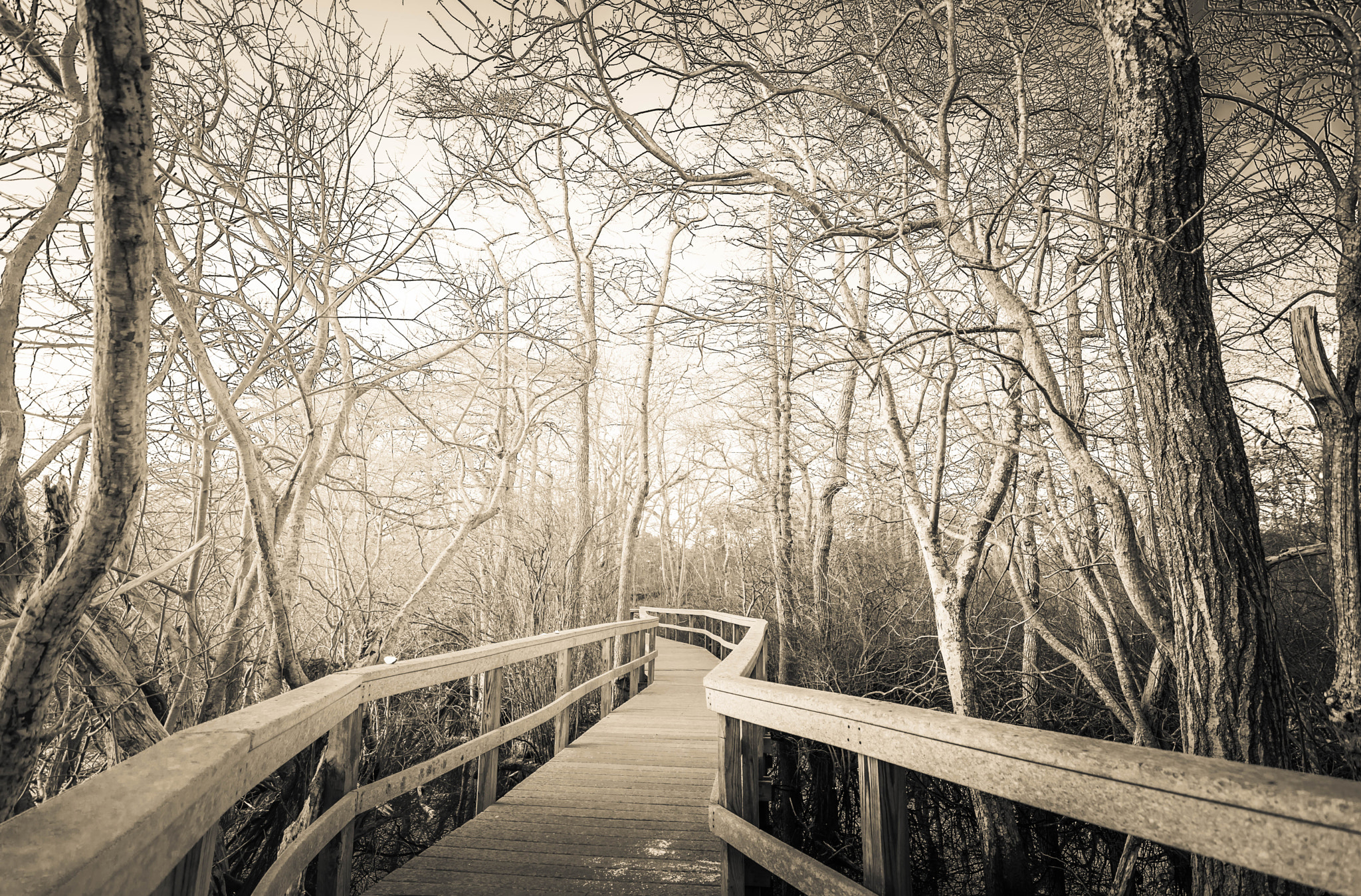 Tokina AT-X Pro 11-16mm F2.8 DX sample photo. Beech forest trail photography