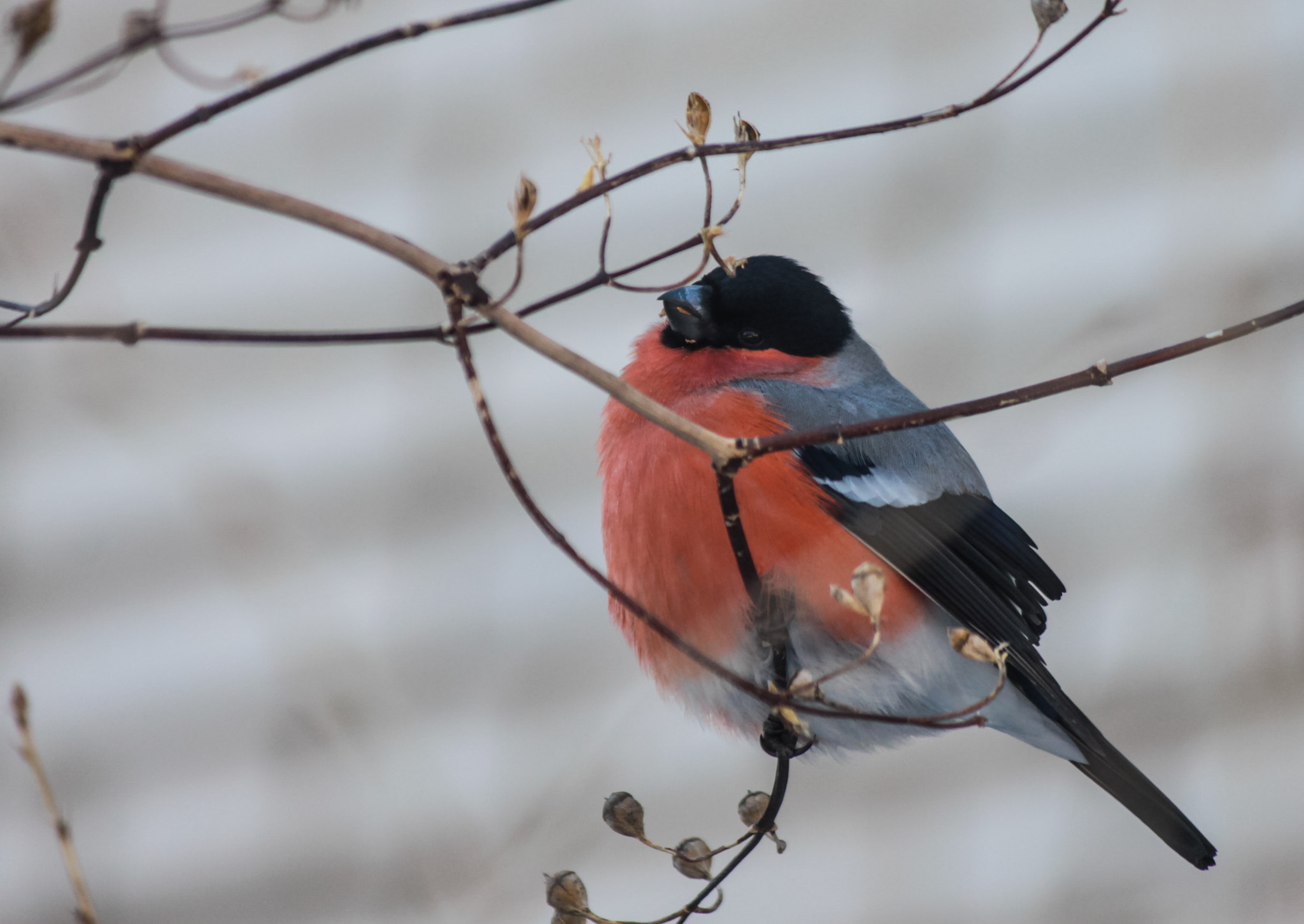 Canon EF-S 55-250mm F4-5.6 IS sample photo. Снегирь photography
