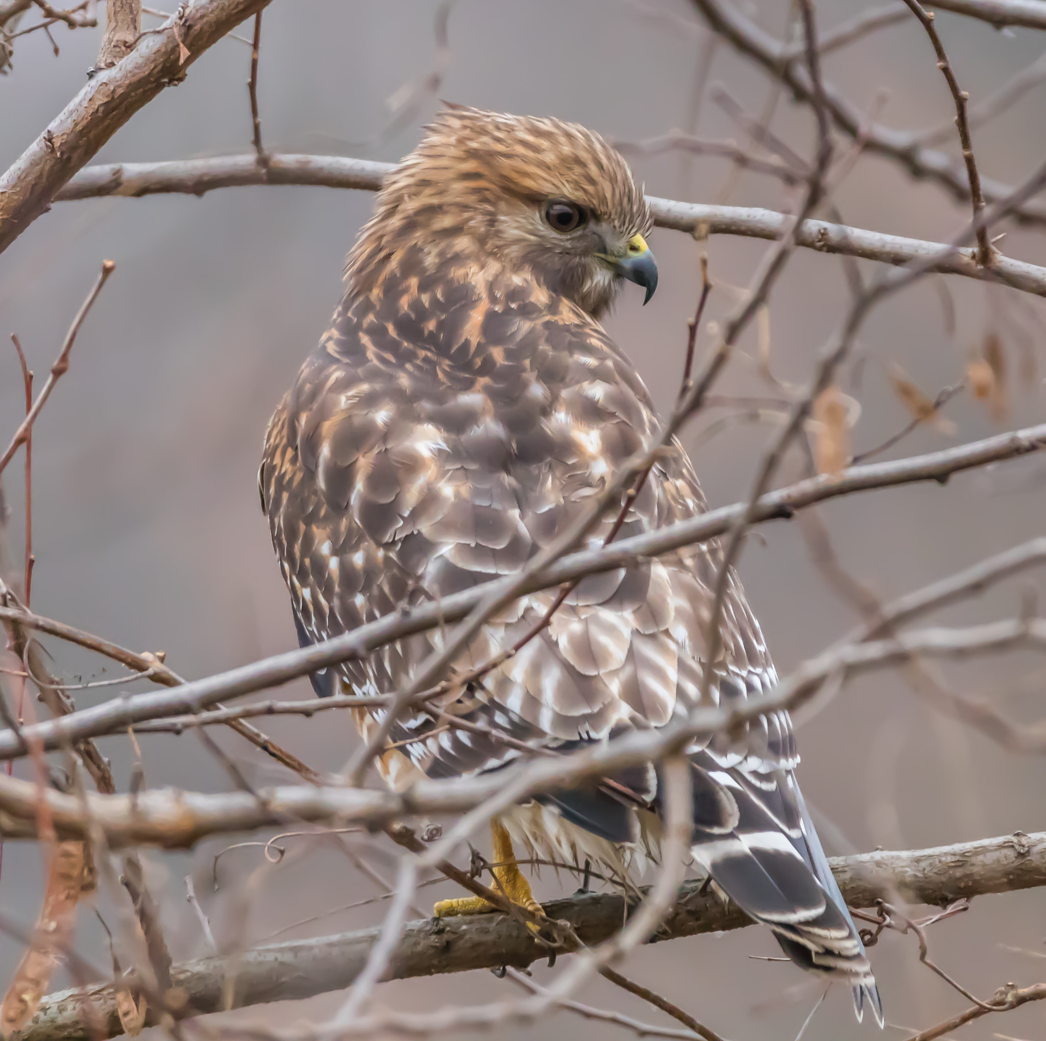 150-600mm F5-6.3 DG OS HSM | Contemporary 015 sample photo. Hawk over shoulder photography