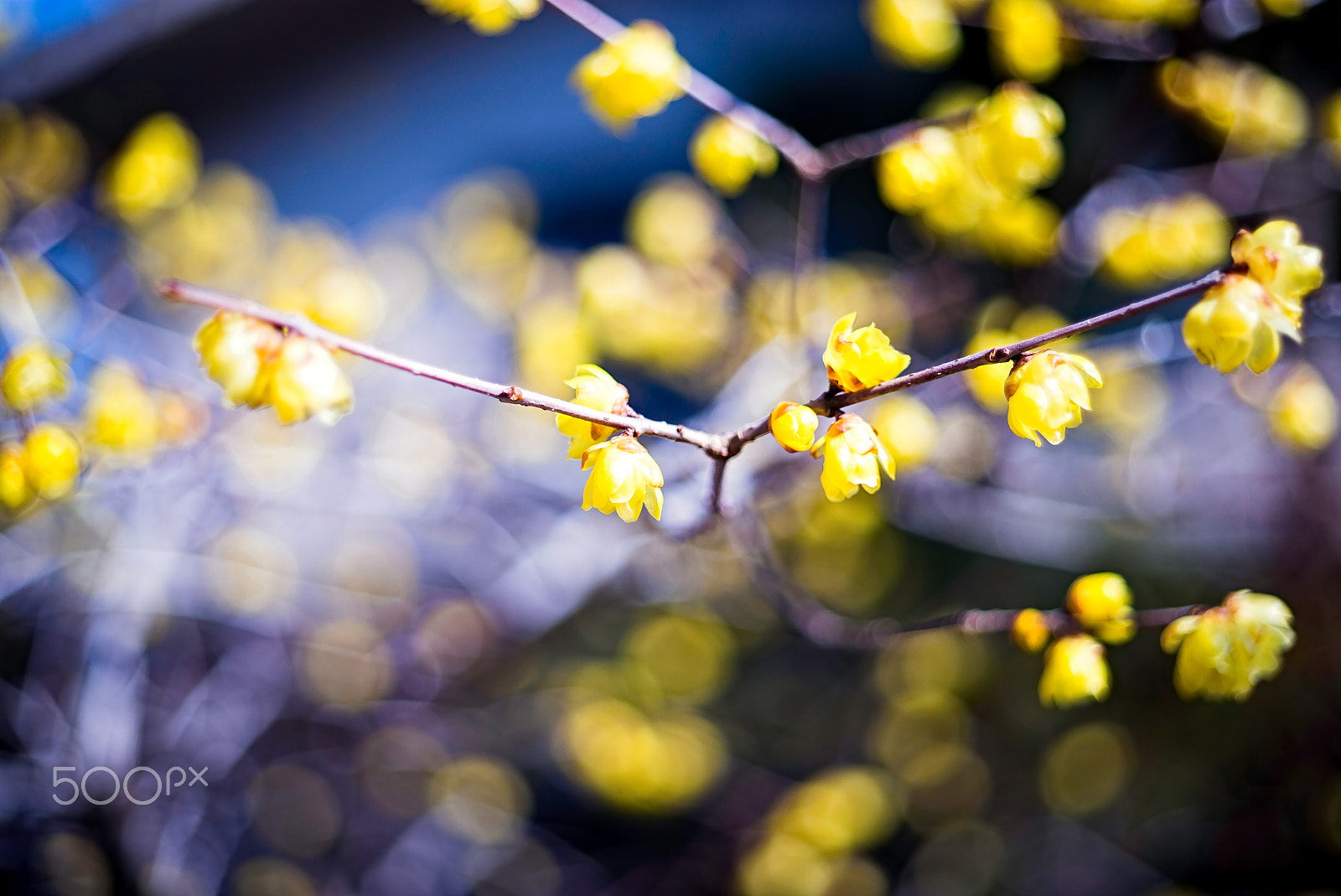 Summicron 1:2/50 Leitz sample photo. February photography