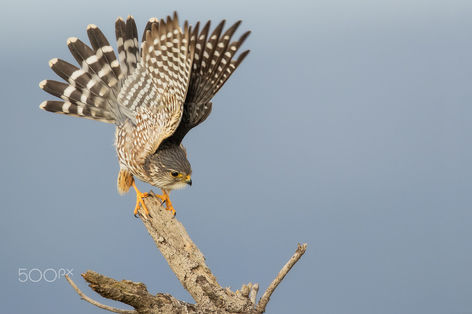 Canon EOS 7D Mark II + Canon EF 600mm F4L IS II USM sample photo. The balancing act photography