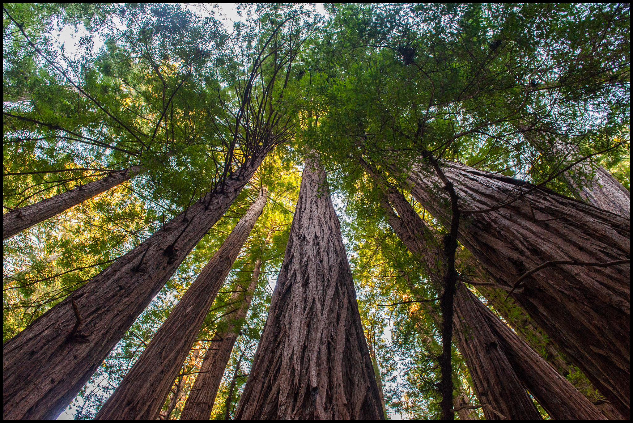 Nikon D3 sample photo. Muir woods photography