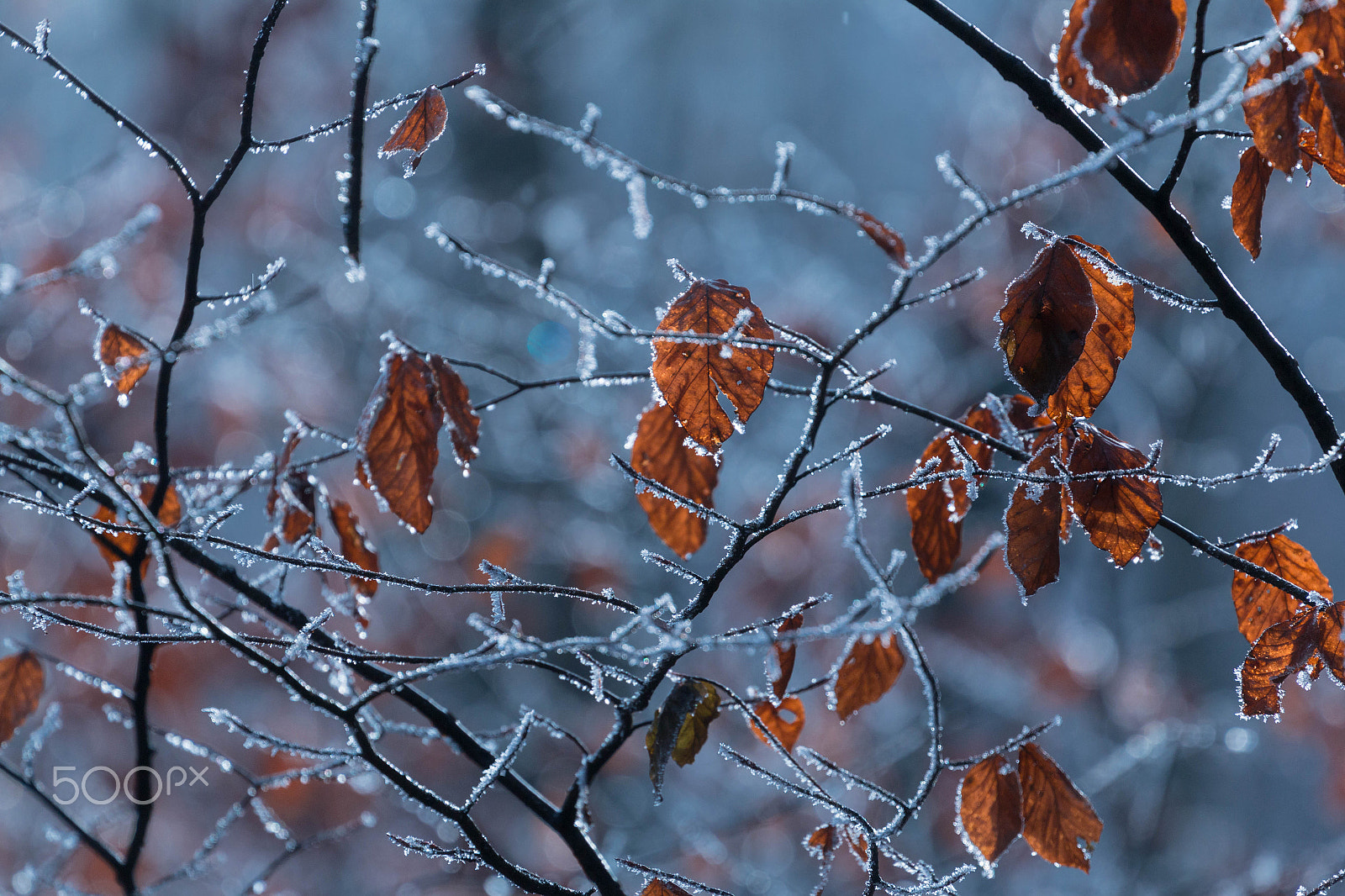 Canon EF 70-300mm F4-5.6L IS USM sample photo. Frosty leaves photography