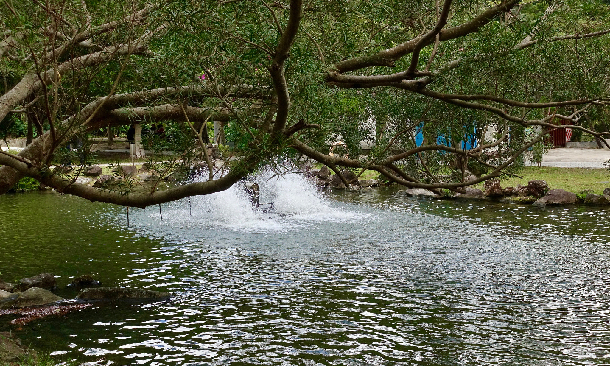 Sony DSC-RX100M5 + Sony 24-70mm F1.8-2.8 sample photo. Tree over pond photography