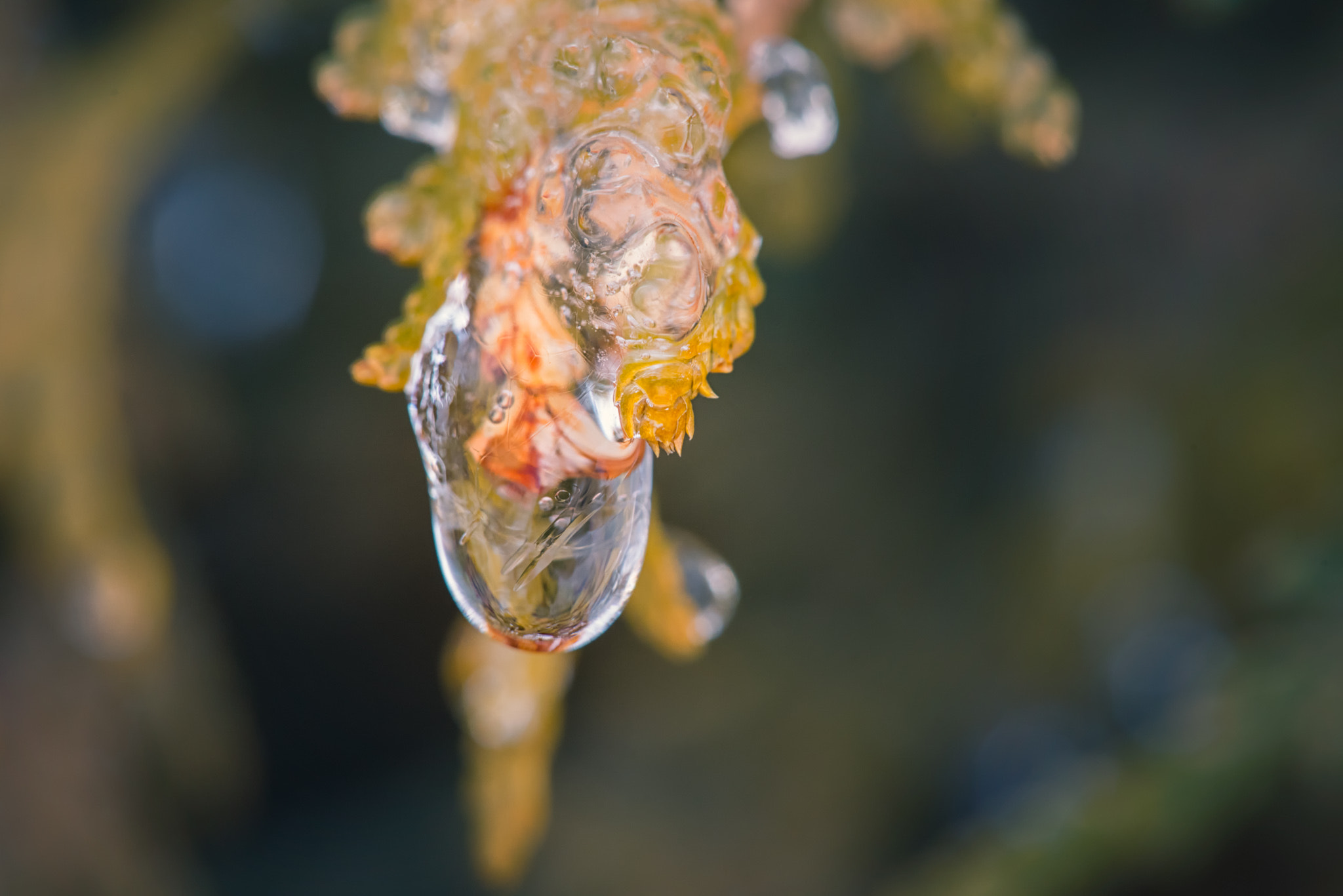 Sigma 150mm F2.8 EX DG Macro HSM sample photo. Introspection photography