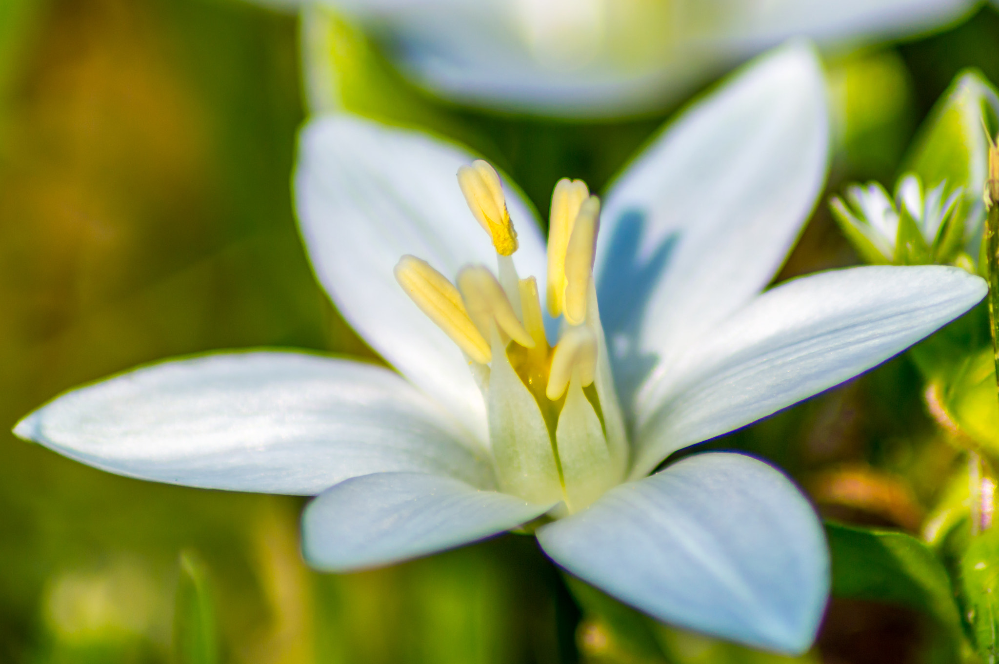 Nikon D3200 sample photo. Sunbathing flower photography