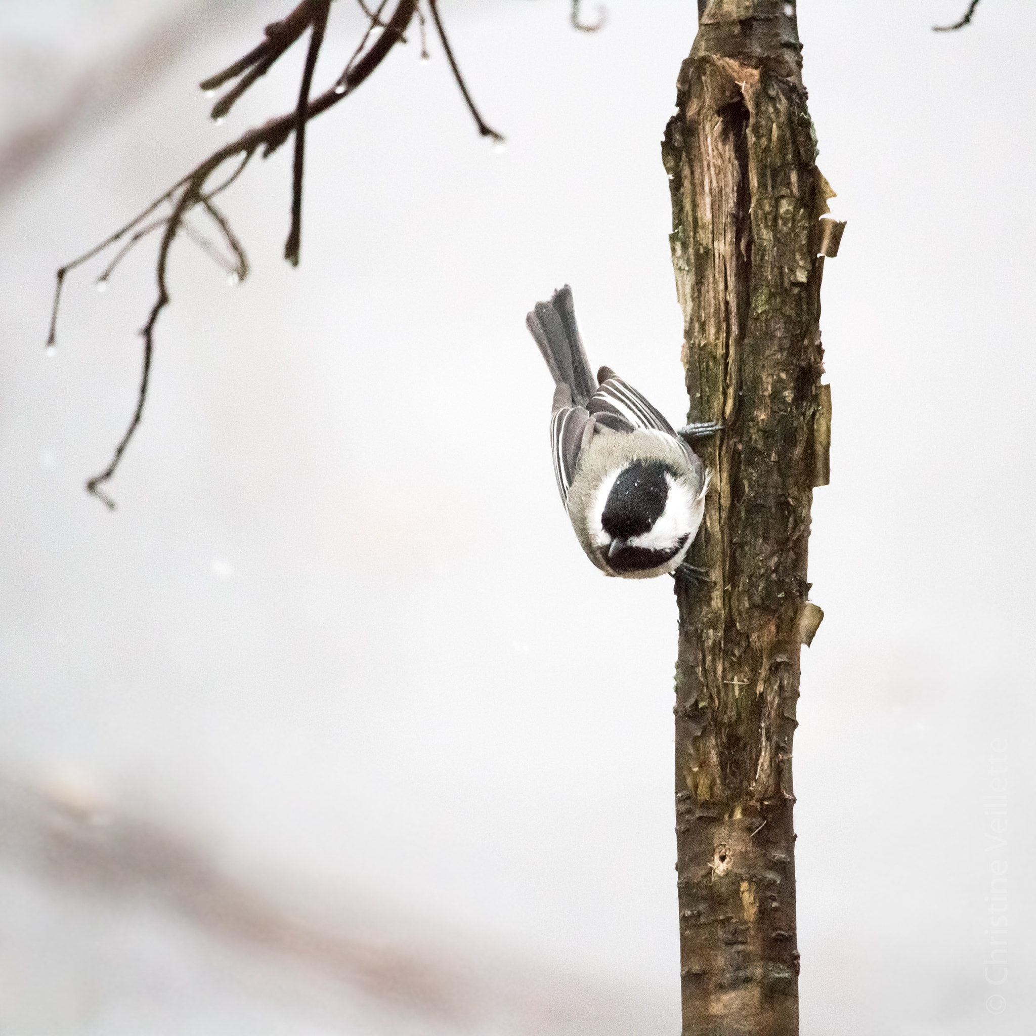 Canon EF-S 55-250mm F4-5.6 IS STM sample photo. Small tree chickadee photography