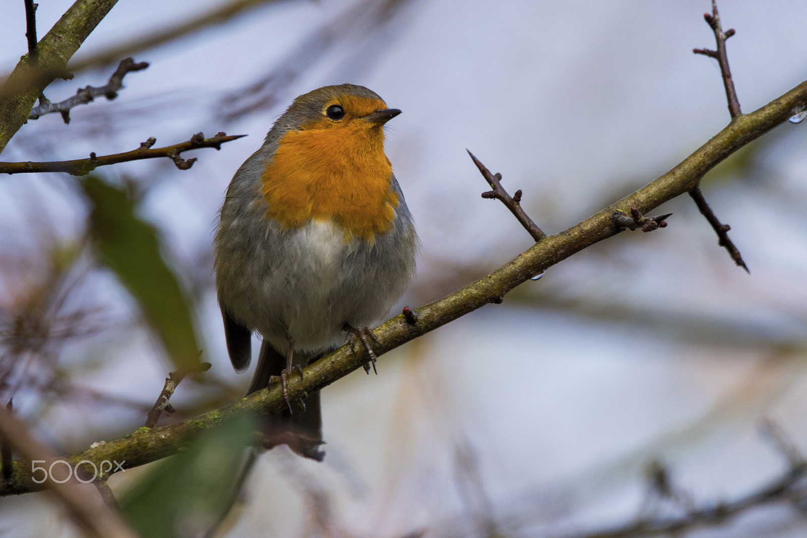 Sigma 150-600mm F5-6.3 DG OS HSM | C sample photo. Robin photography