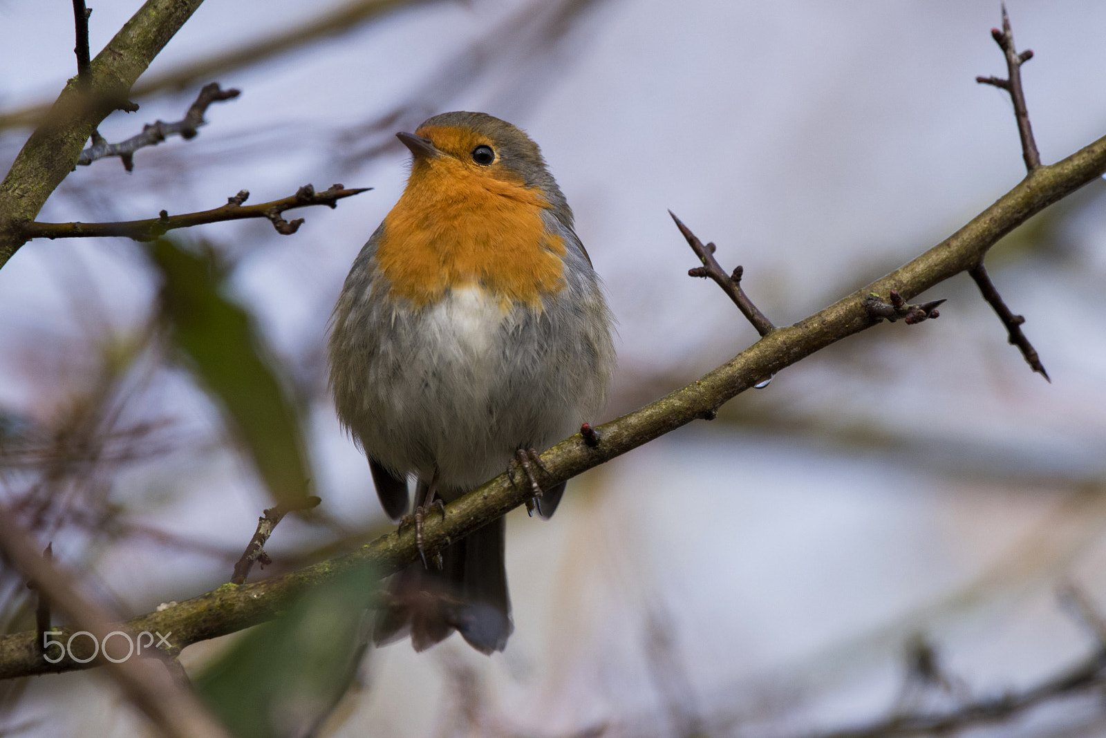 Sigma 150-600mm F5-6.3 DG OS HSM | C sample photo. Robin photography