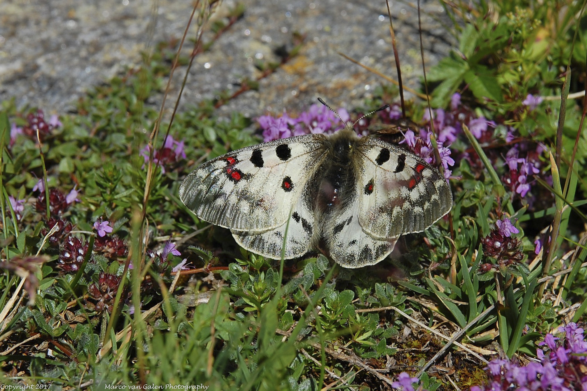 Nikon D40 sample photo. Alpen apollo photography