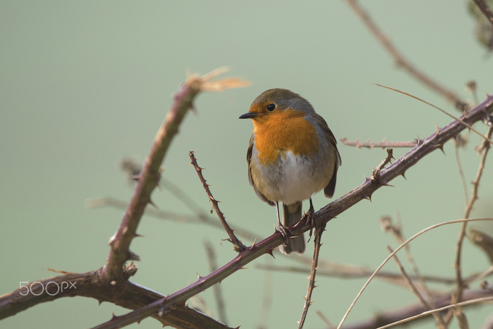 Sigma 150-600mm F5-6.3 DG OS HSM | C sample photo. Robin photography