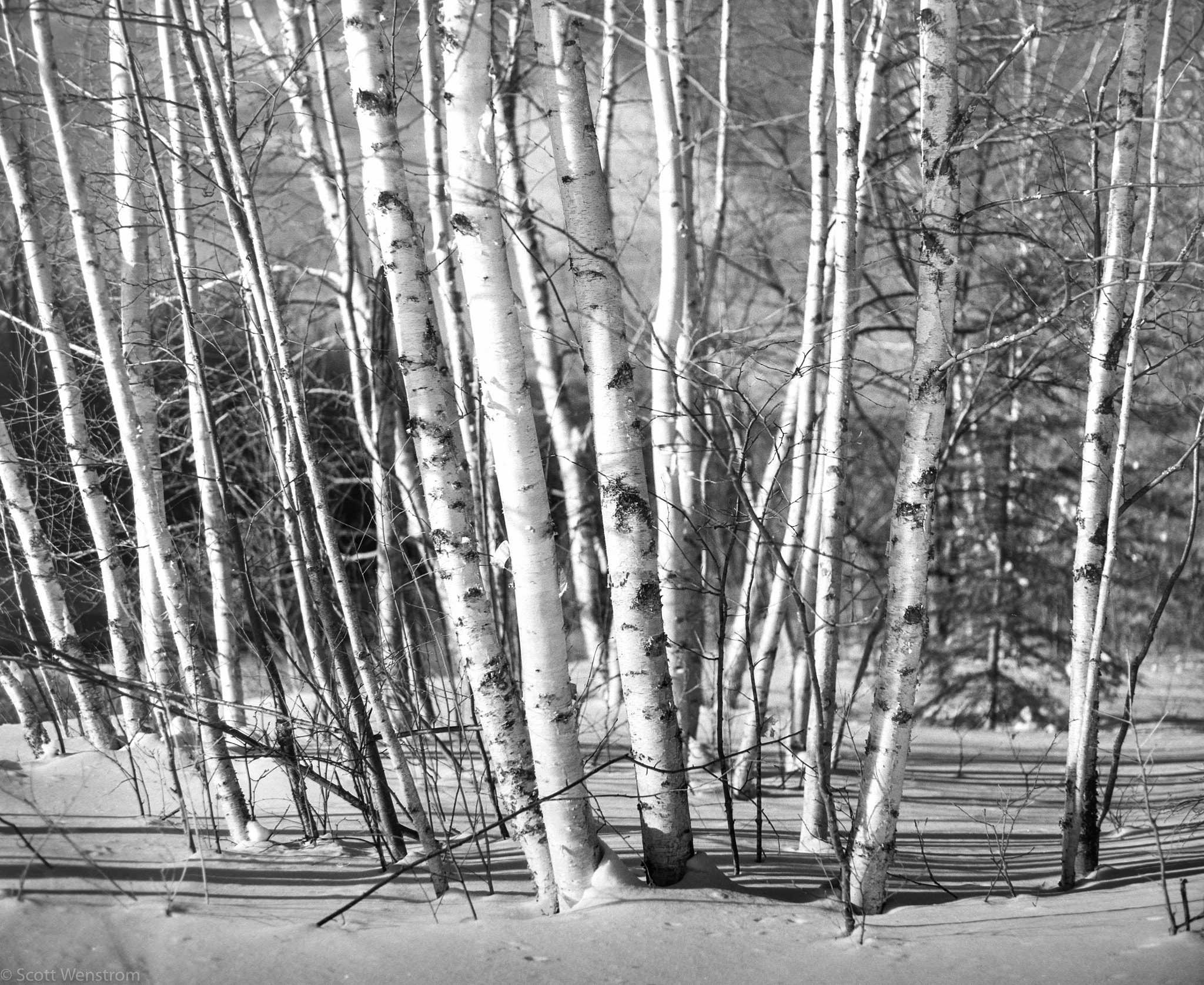 Nikon D800 sample photo. White on white (infrared) photography