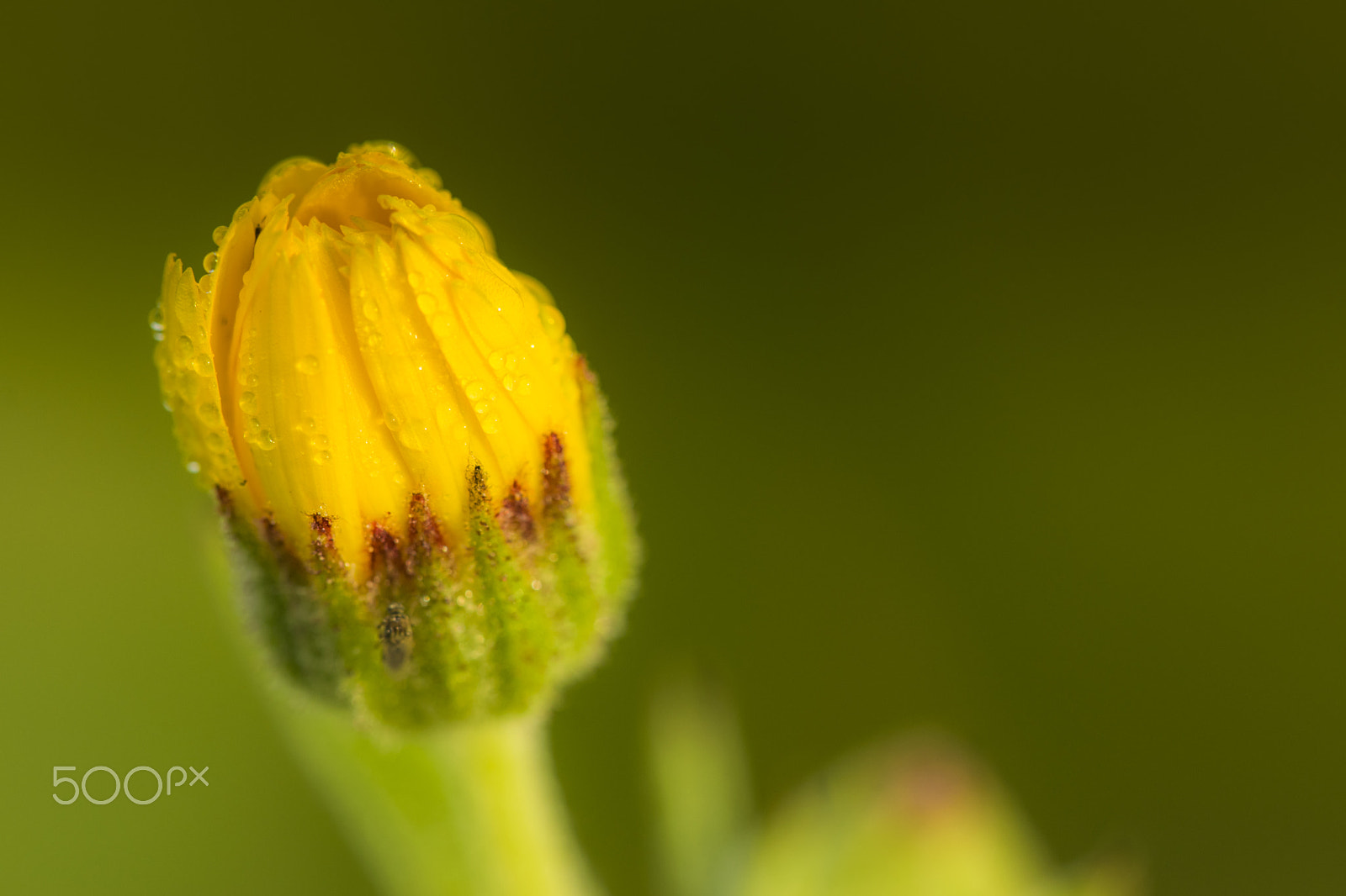 Sigma 150mm F2.8 EX DG Macro HSM sample photo. Sunny flower photography