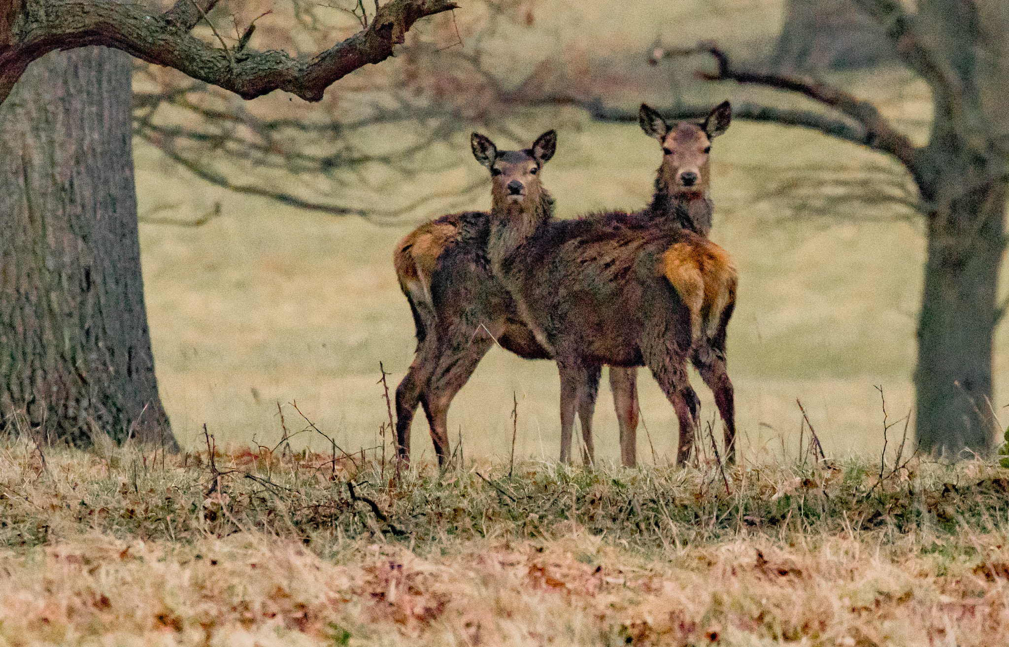 Canon EF 70-300mm F4-5.6L IS USM sample photo. Deer photography