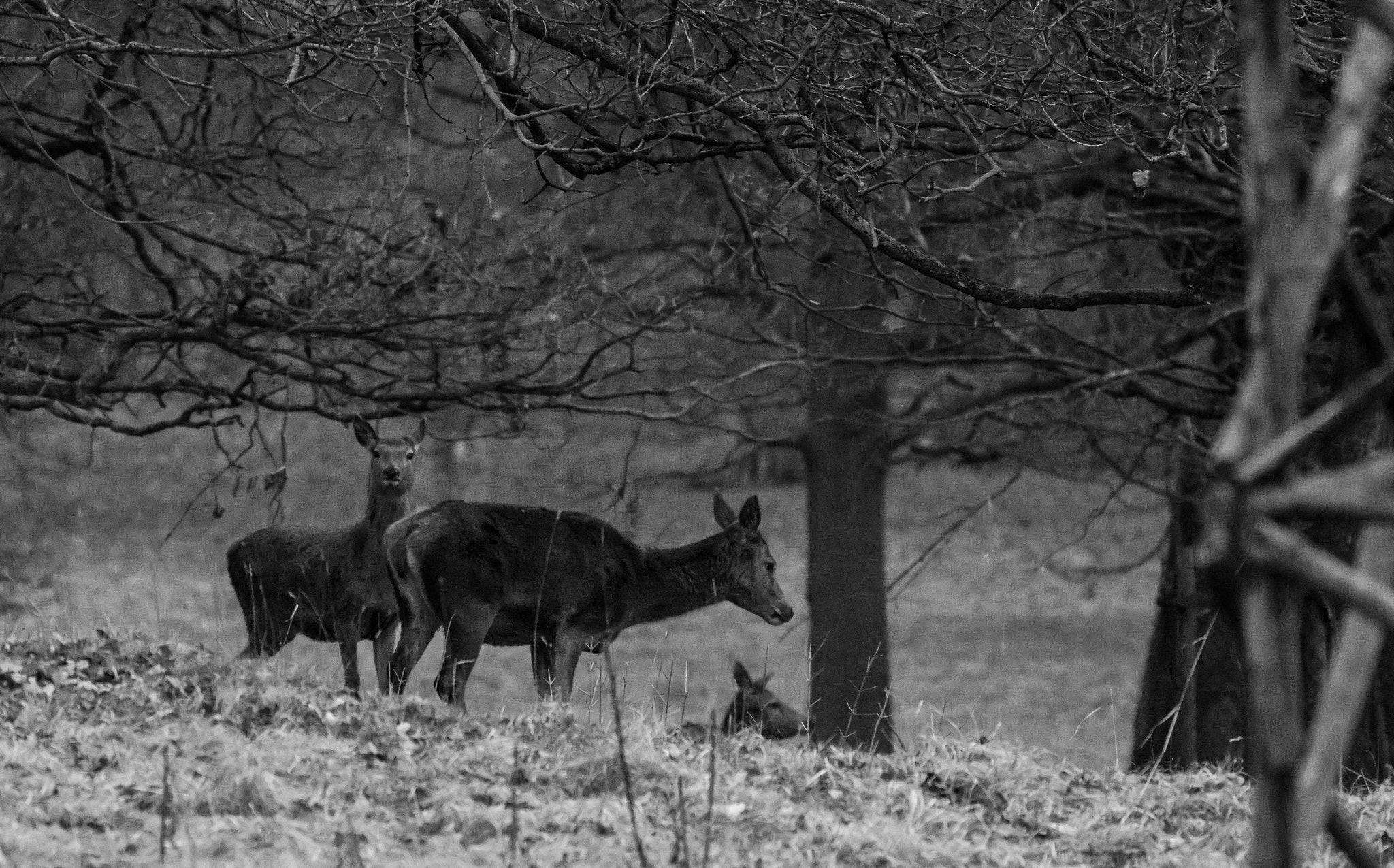 Canon EF 70-300mm F4-5.6L IS USM sample photo. Deer photography