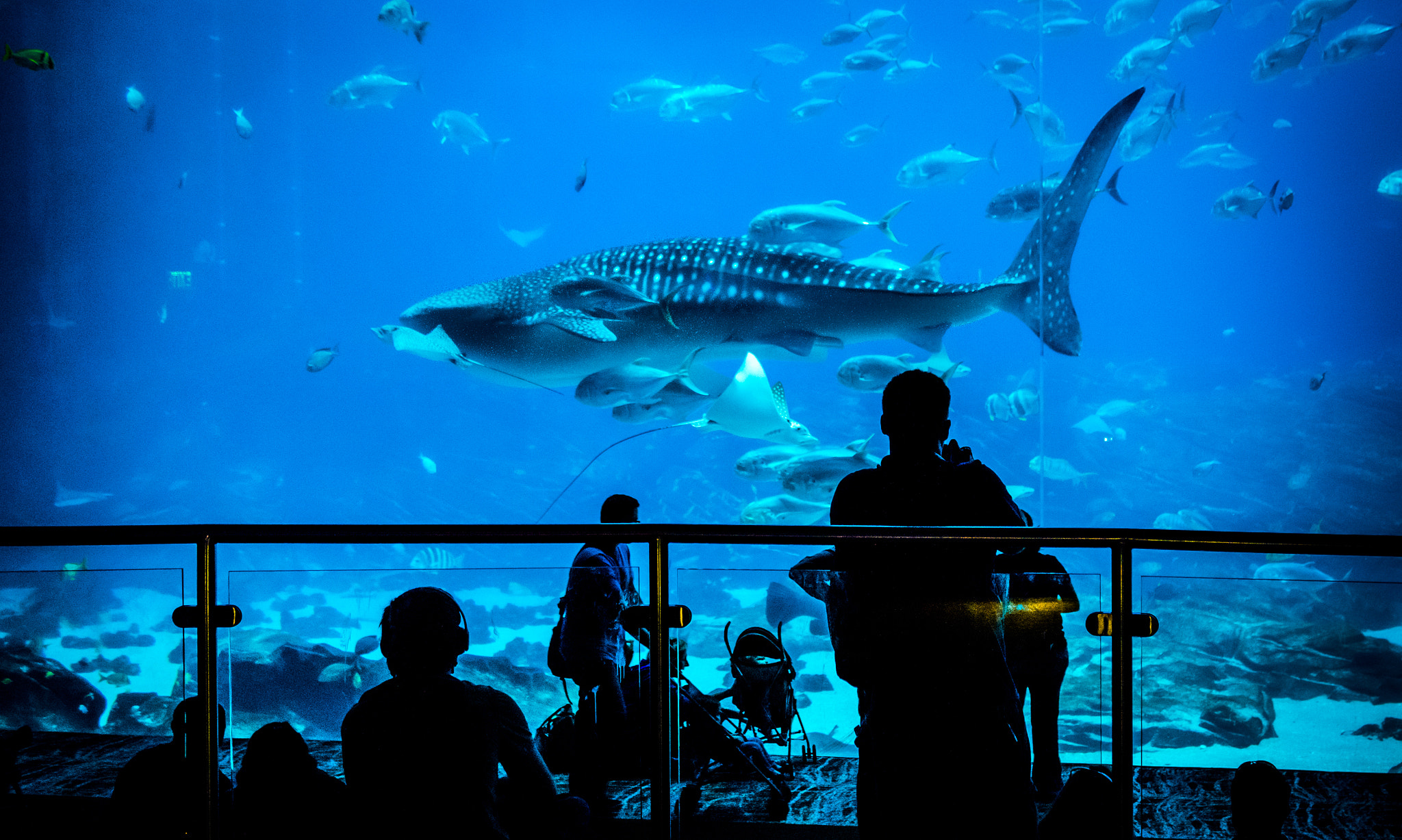 Nikon D810 + Nikon AF-S Nikkor 24-85mm F3.5-4.5G ED VR sample photo. Georgia aquarium whale shark photography