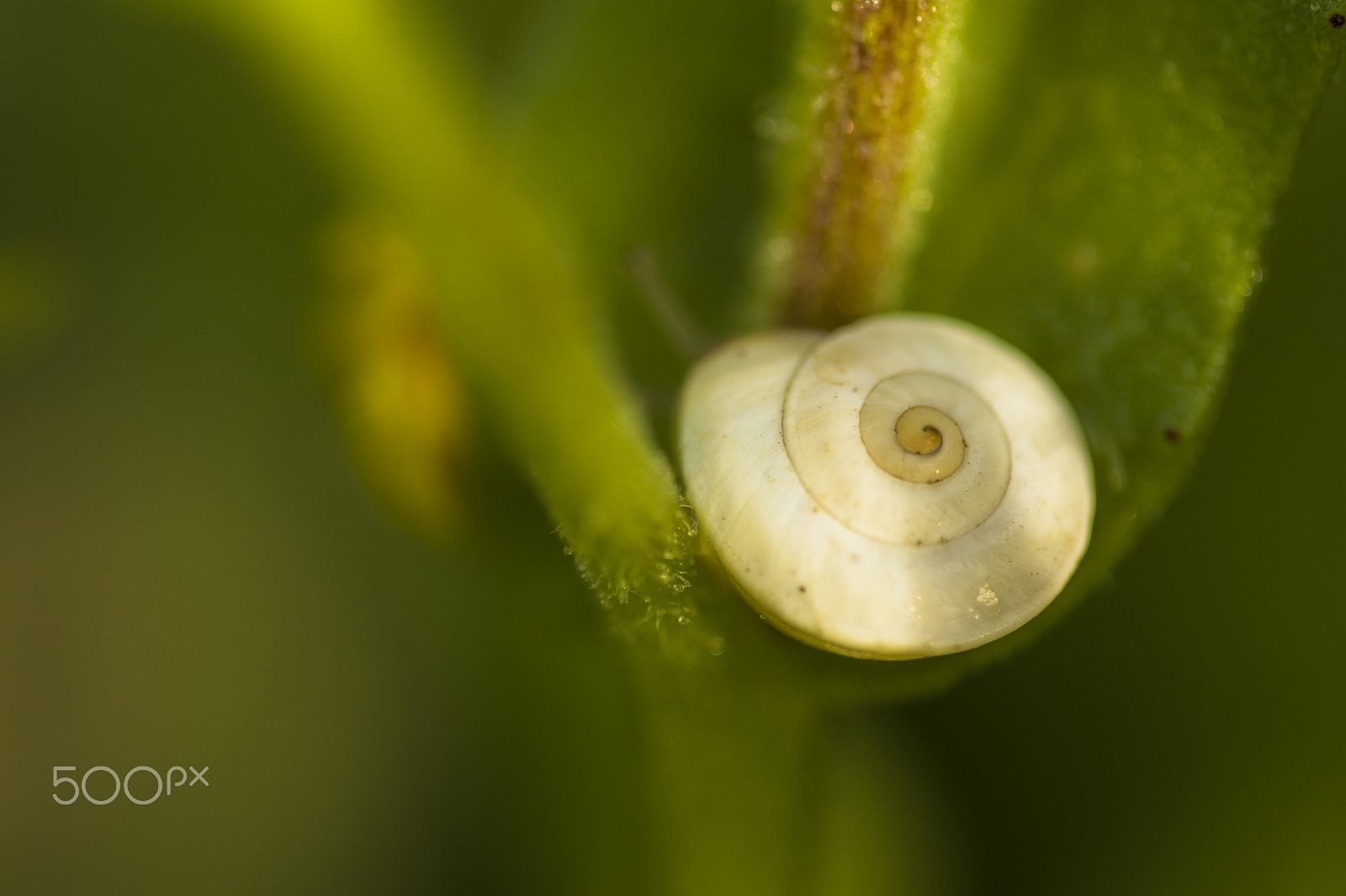 Sigma 150mm F2.8 EX DG Macro HSM sample photo. Snail with filtered sunlight photography