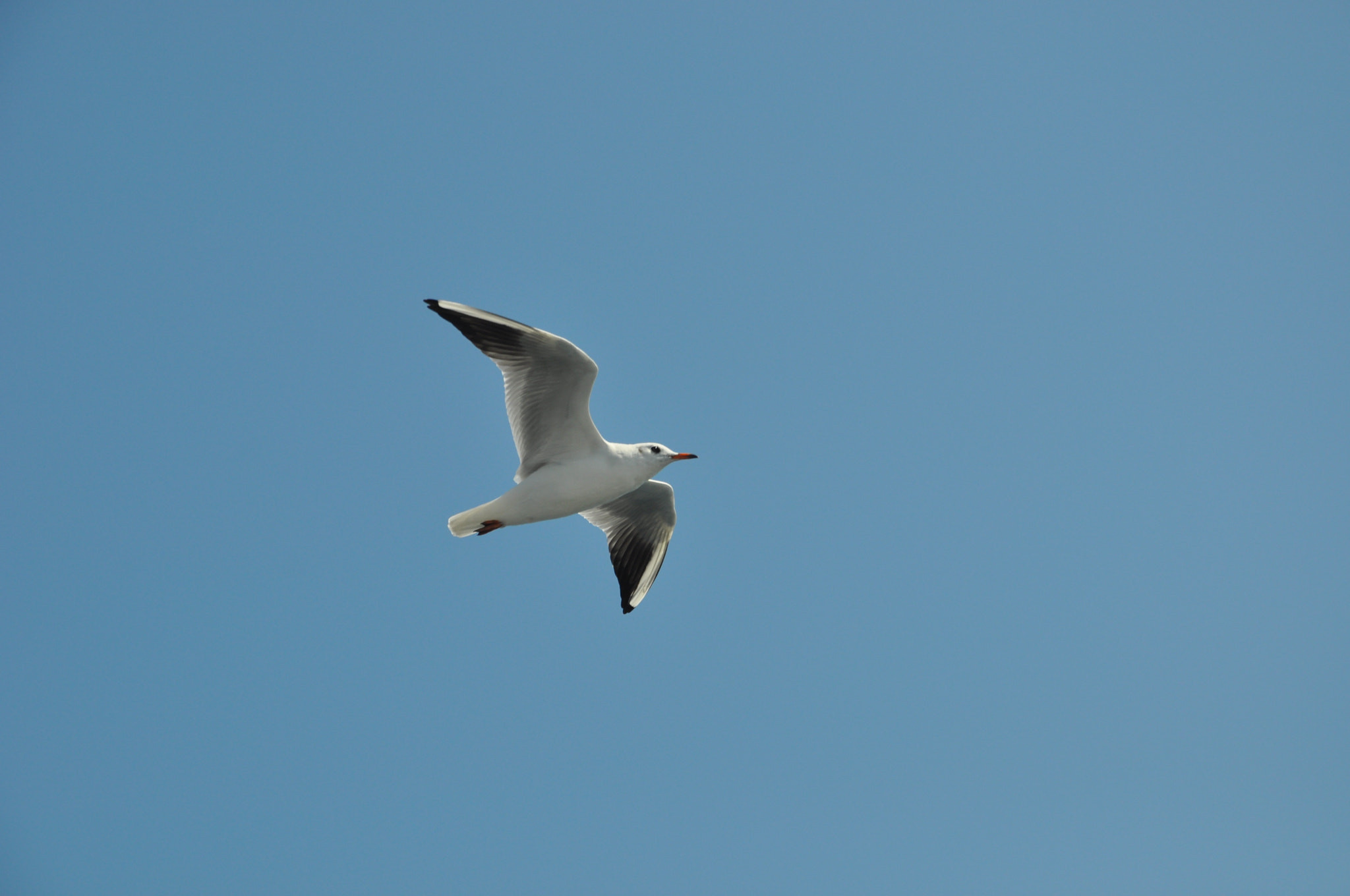 Nikon D90 + Nikon AF-S DX Nikkor 18-135mm F3.5-5.6G ED-IF sample photo. Seagull - 1 photography