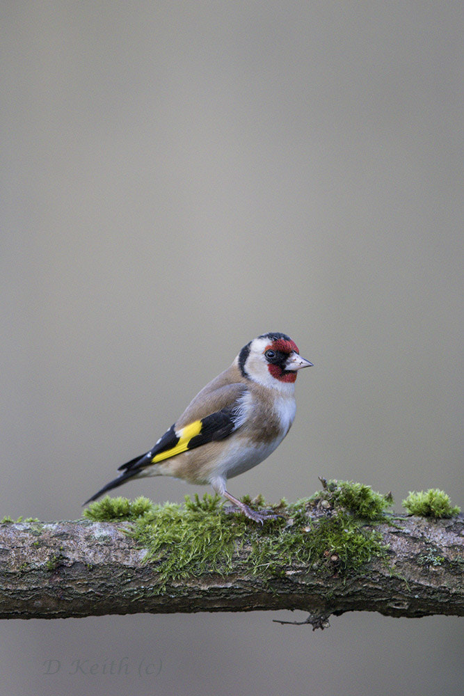 Canon EF 500mm F4L IS II USM sample photo. Séresville photography