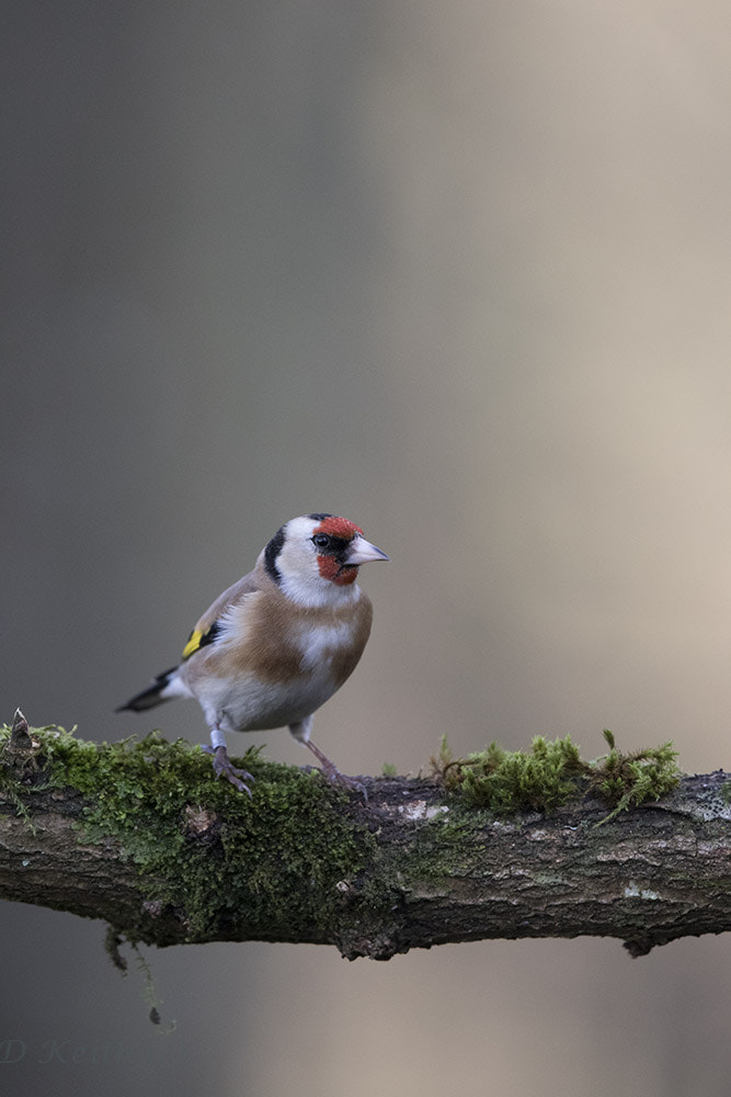 Canon EOS 7D Mark II + Canon EF 500mm F4L IS II USM sample photo. Séresville photography