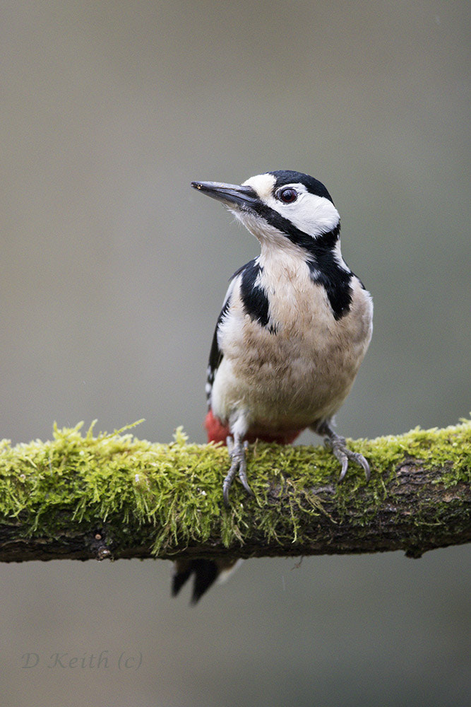 Canon EF 500mm F4L IS II USM sample photo. Séresville photography