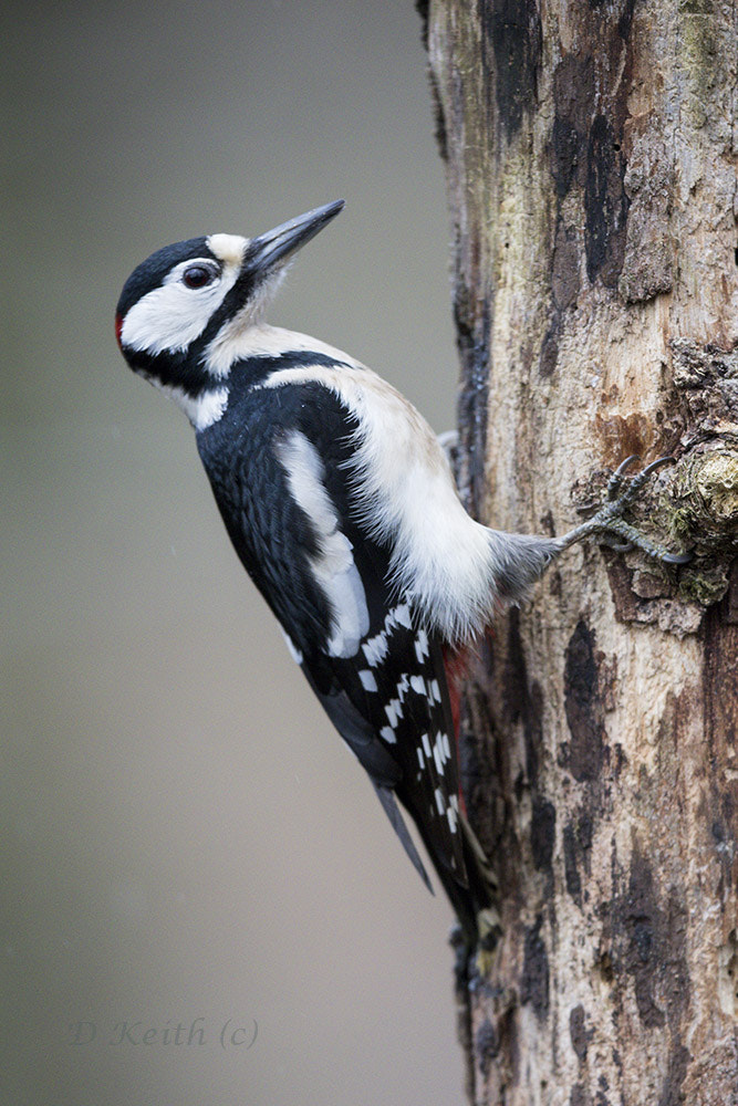 Canon EF 500mm F4L IS II USM sample photo. Séresville photography